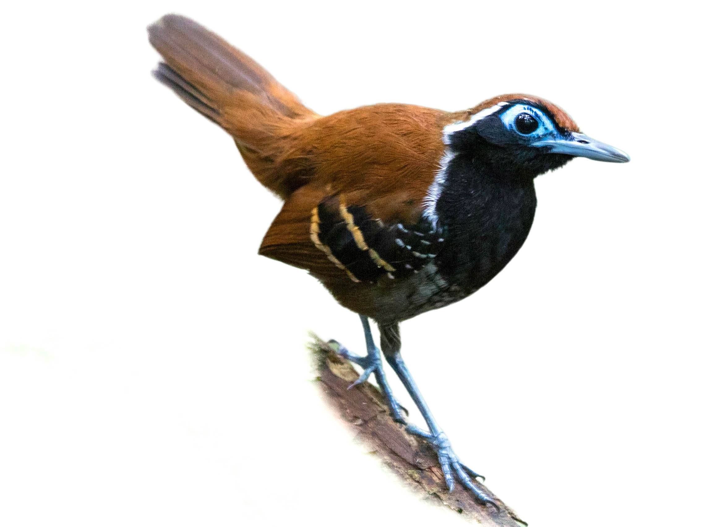 A photo of a Ferruginous-backed Antbird (Myrmoderus ferrugineus), male