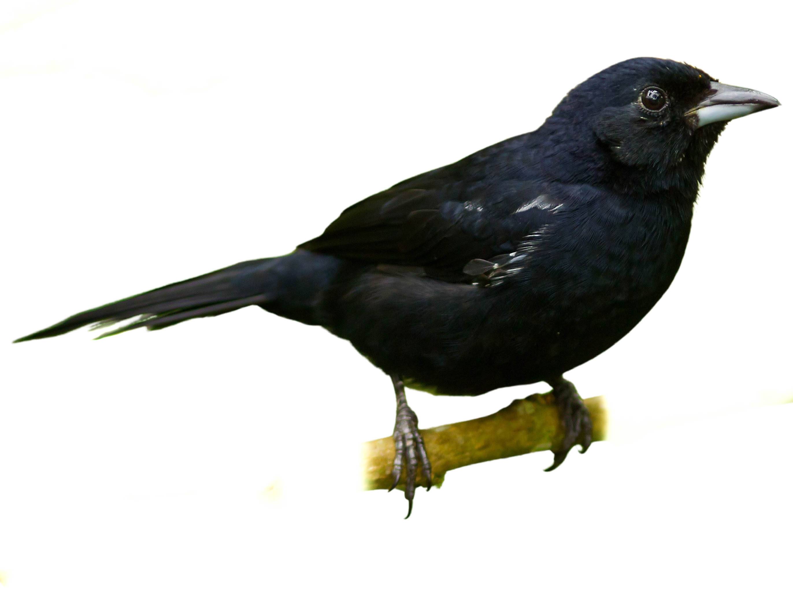 A photo of a White-lined Tanager (Tachyphonus rufus), male