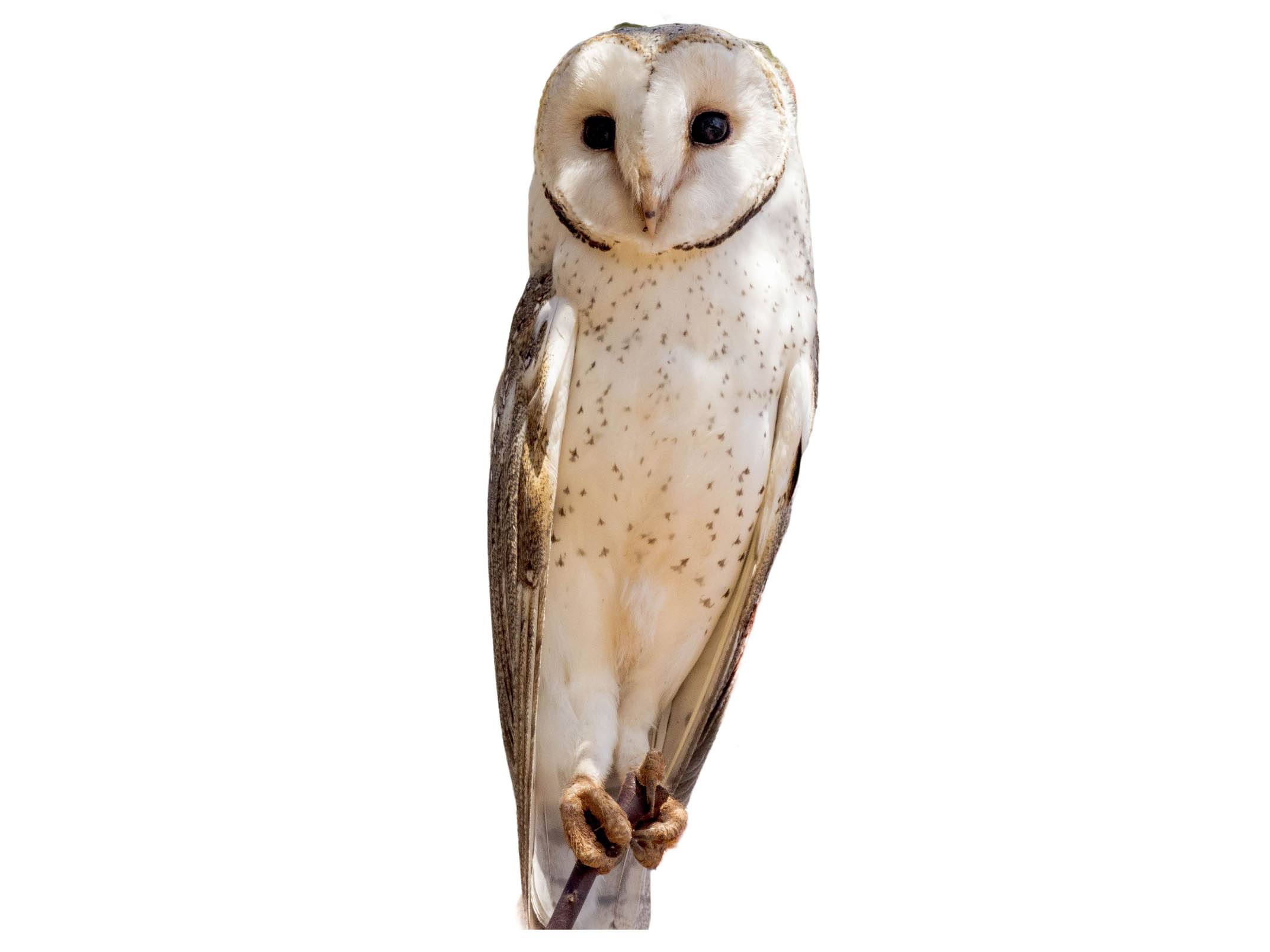 A photo of a Eastern Barn Owl (Tyto javanica)