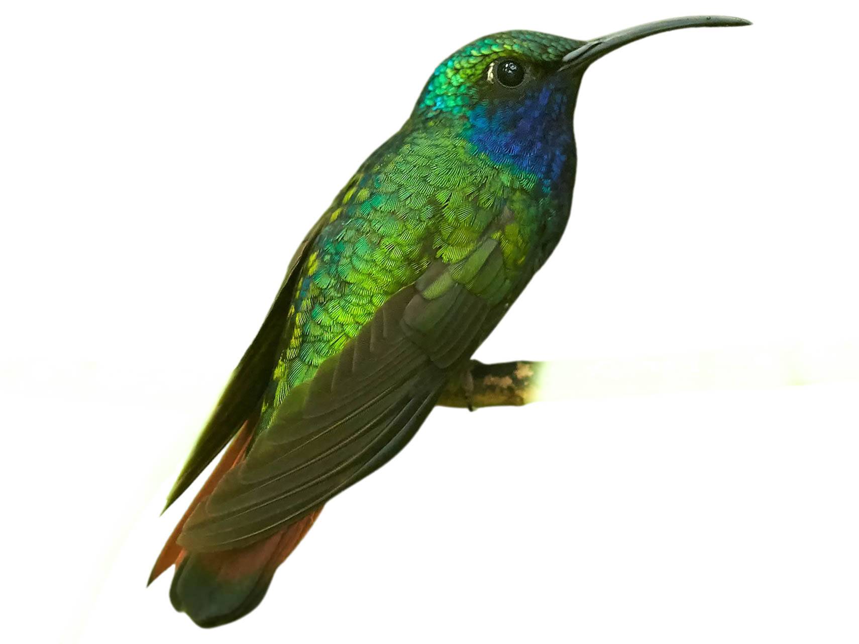 A photo of a Lazuline Sabrewing (Campylopterus falcatus), male