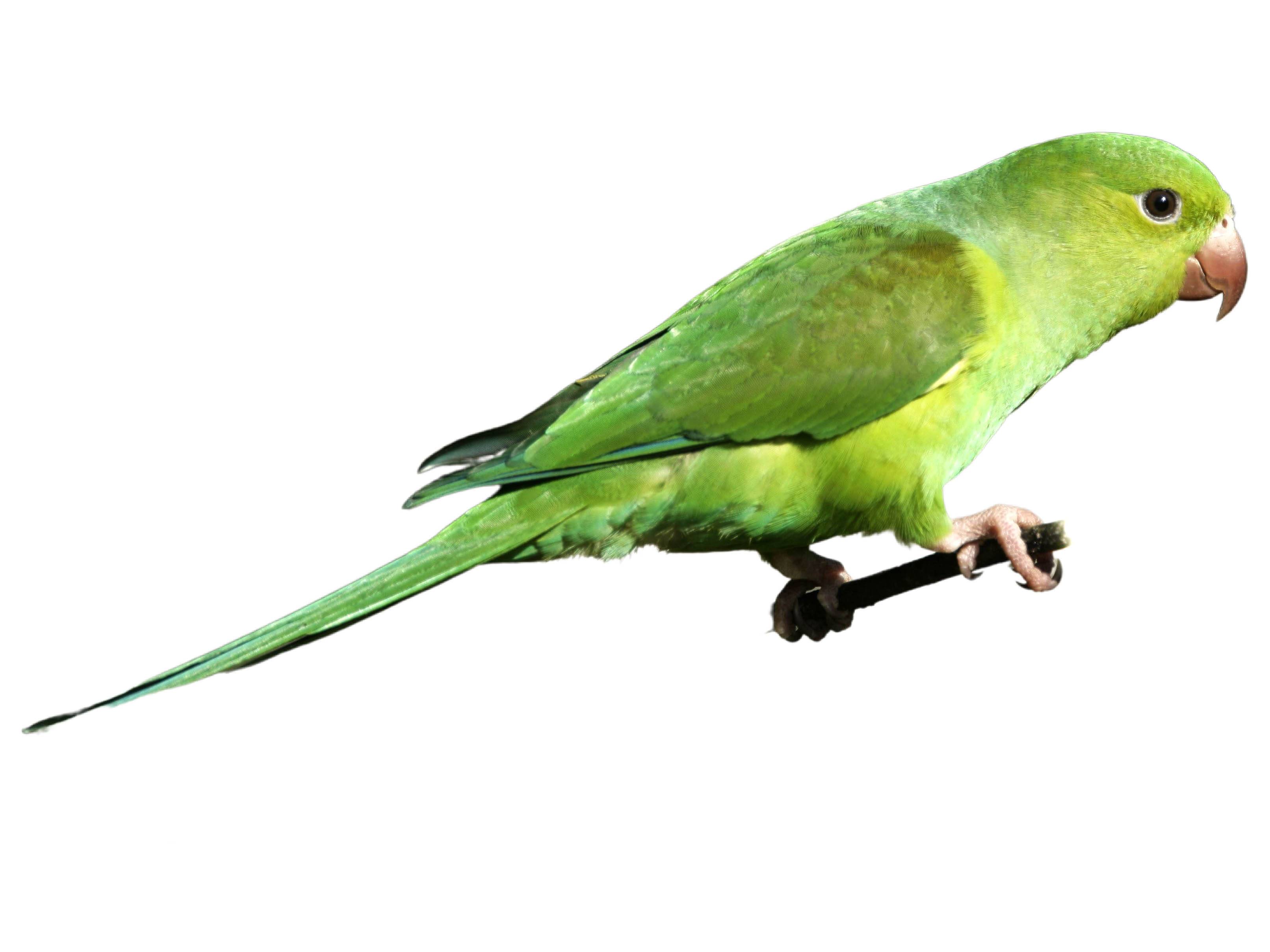 A photo of a Plain Parakeet (Brotogeris tirica)