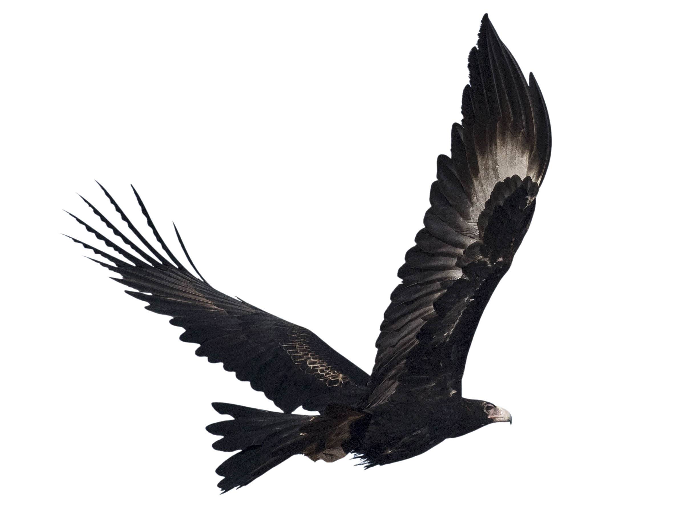 A photo of a Wedge-tailed Eagle (Aquila audax)