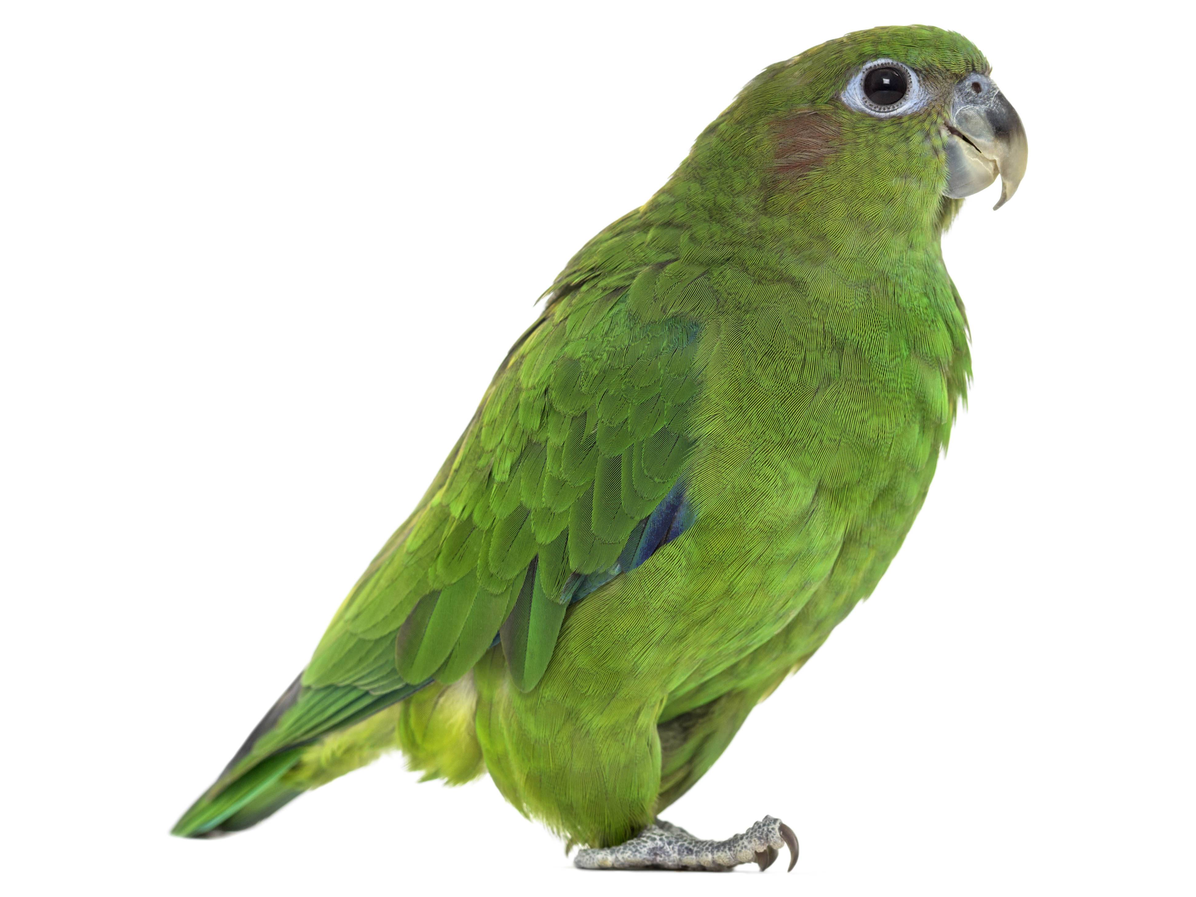 A photo of a Pileated Parrot (Pionopsitta pileata), female