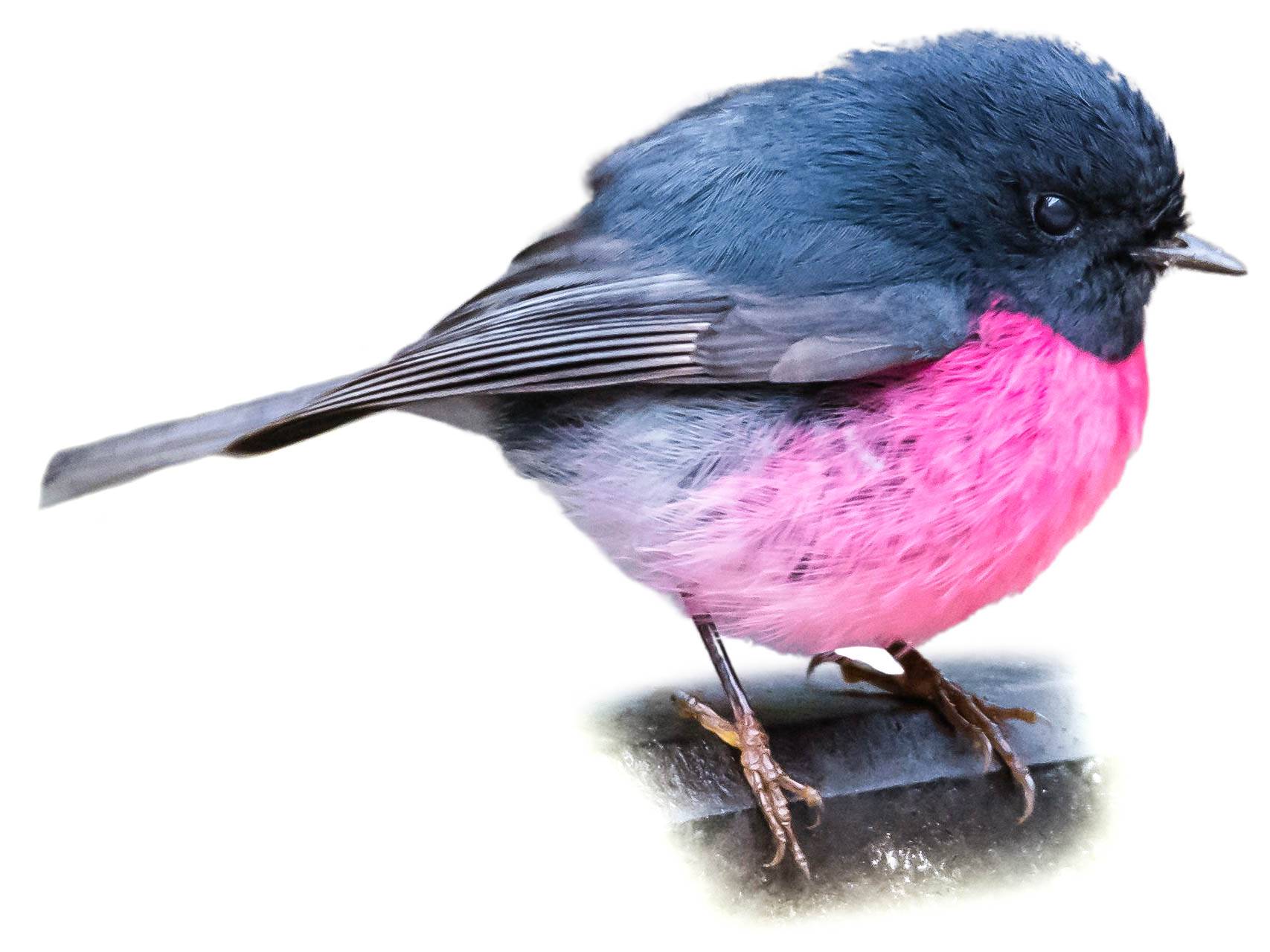 A photo of a Pink Robin (Petroica rodinogaster), male