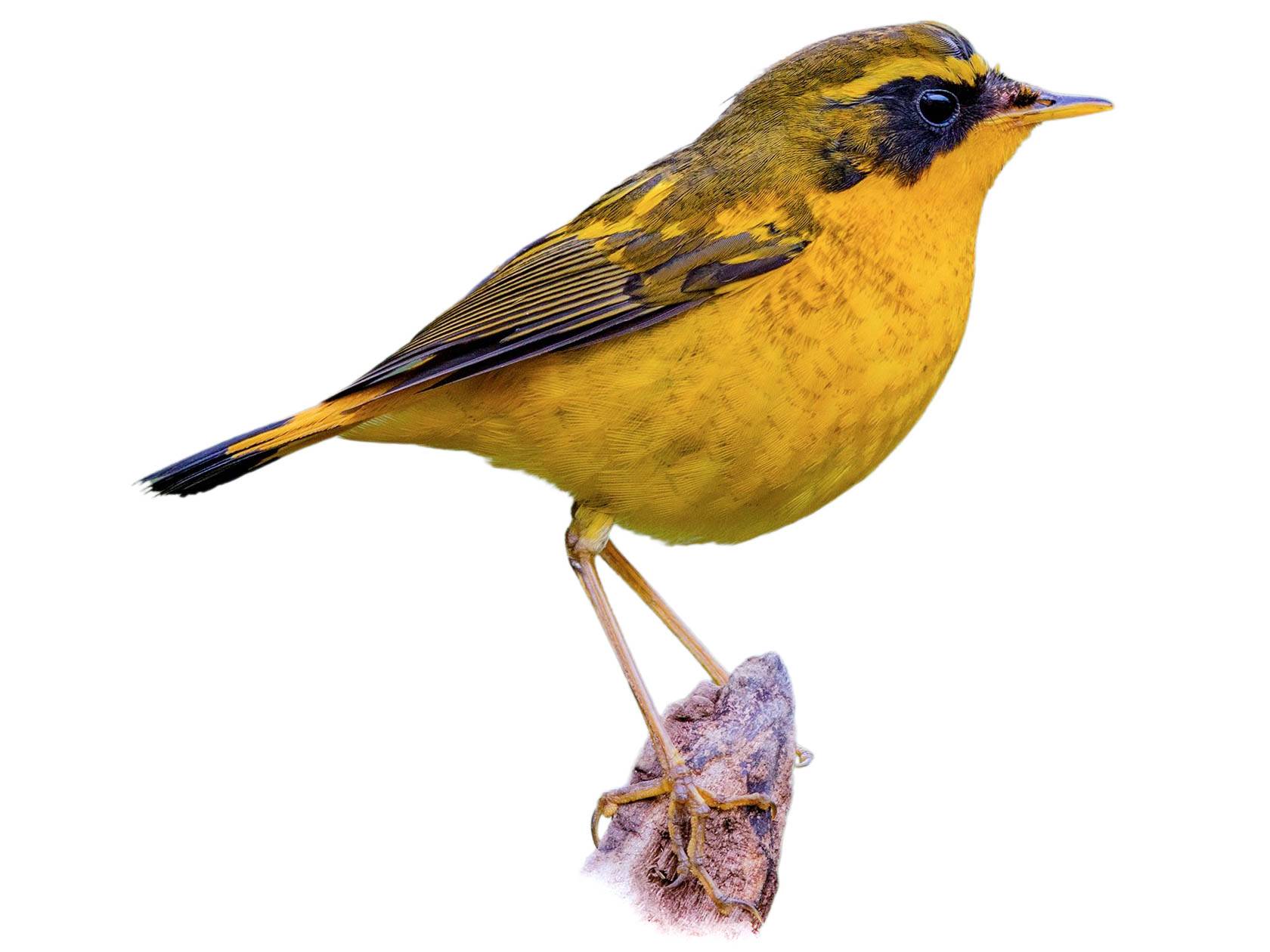 A photo of a Golden Bush Robin (Tarsiger chrysaeus), male