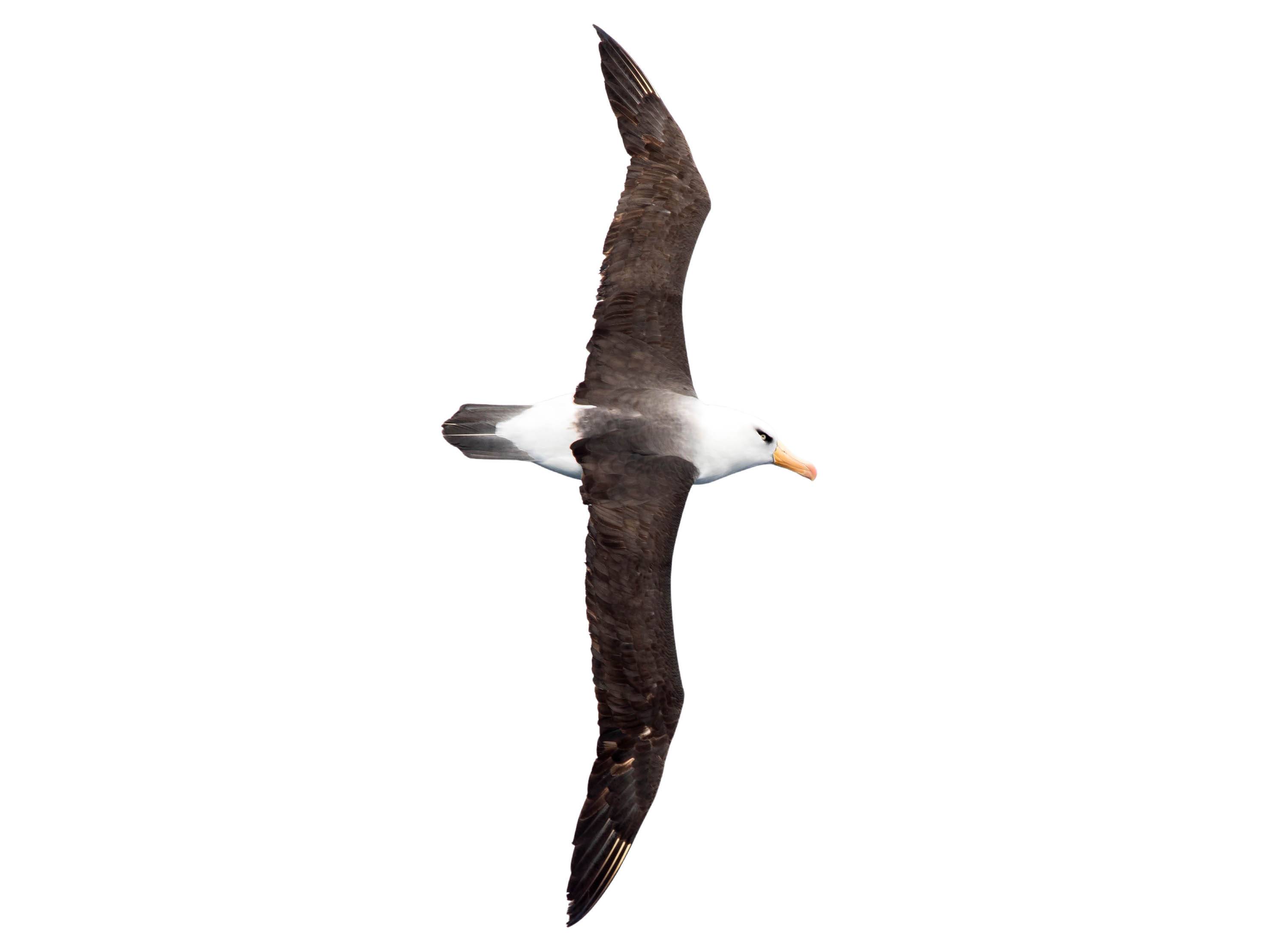 A photo of a Campbell Albatross (Thalassarche impavida)