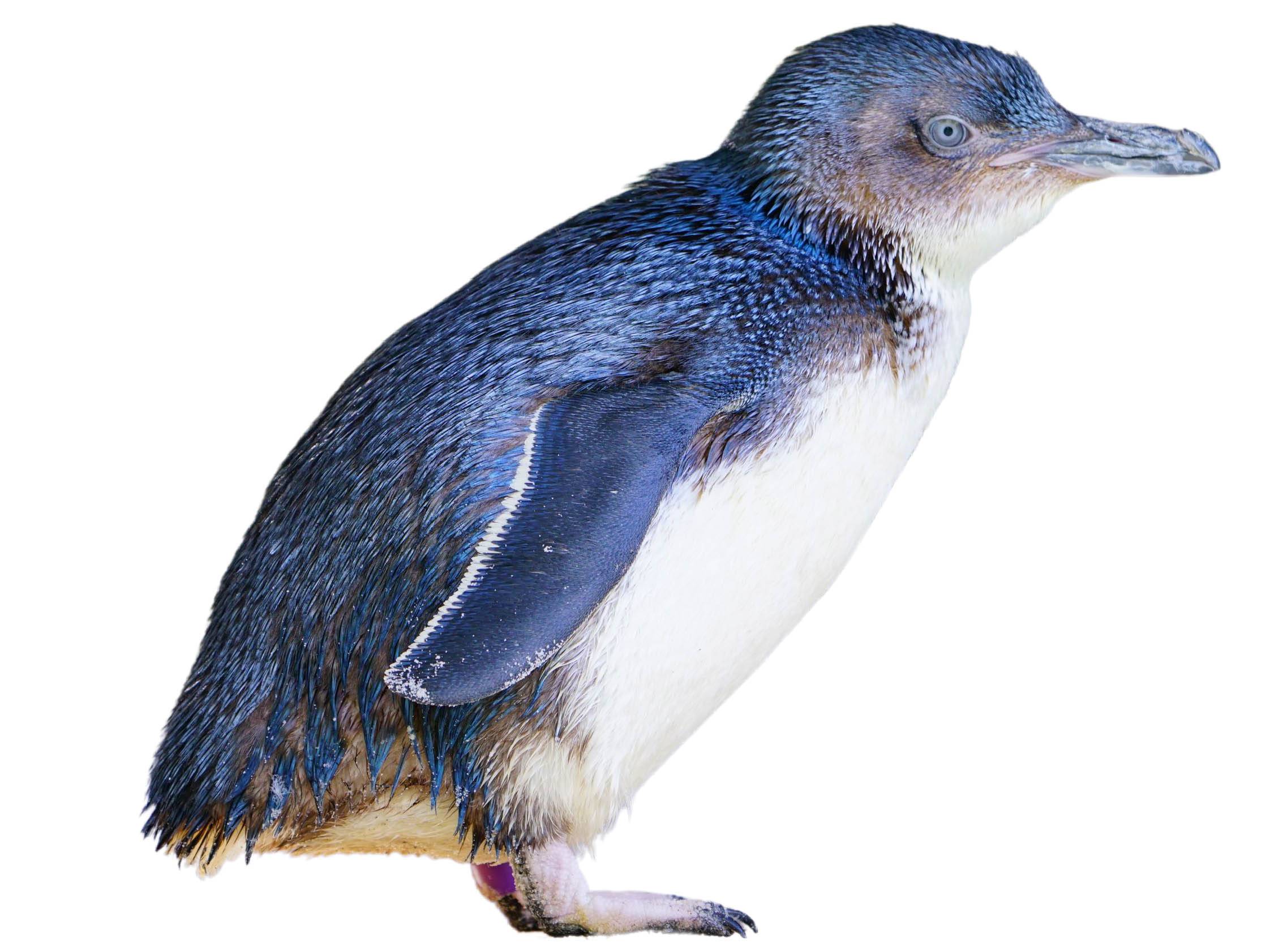 Little Penguin | Eudyptula Minor | Species Guide | Birda