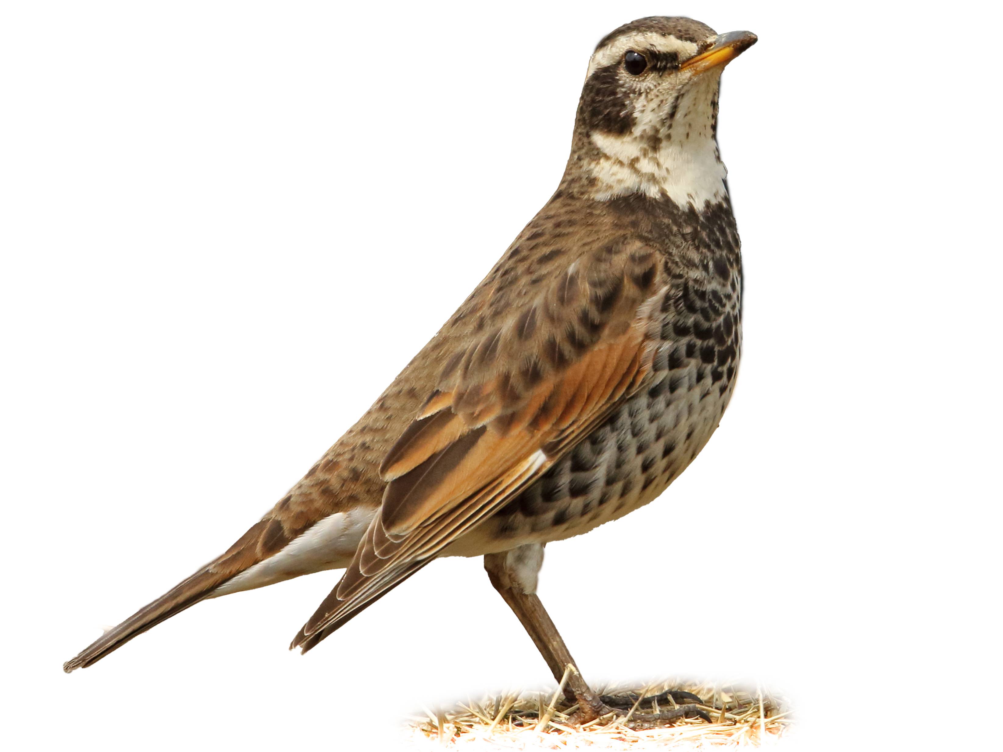 A photo of a Dusky Thrush (Turdus eunomus)