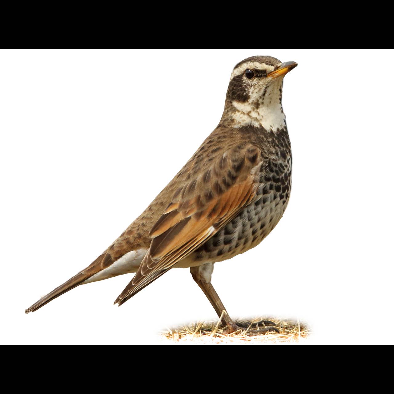 Dusky Ruth Dusky Thrush (Turdus eunomus) identification - Birda