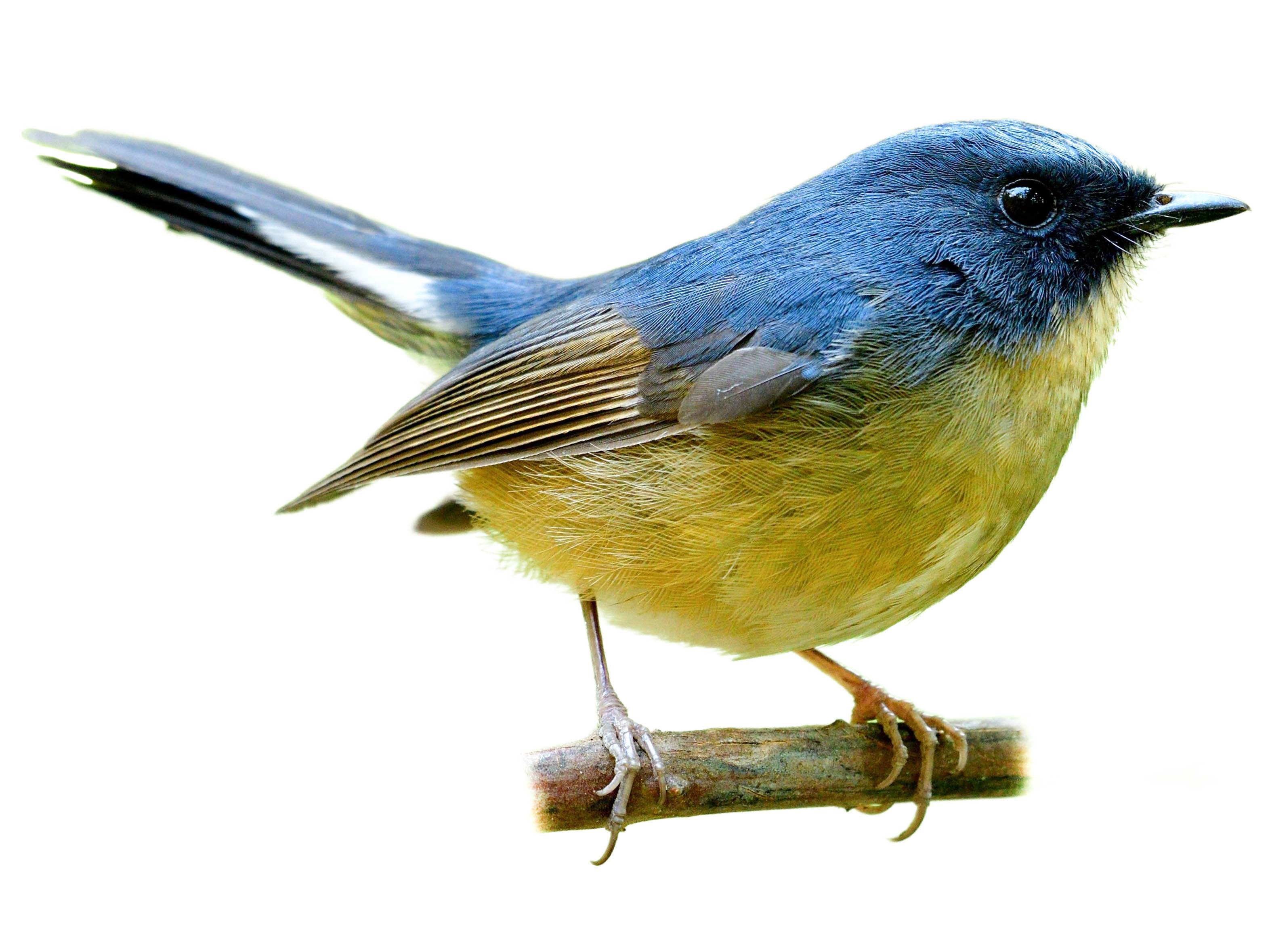 A photo of a Slaty-blue Flycatcher (Ficedula tricolor), male