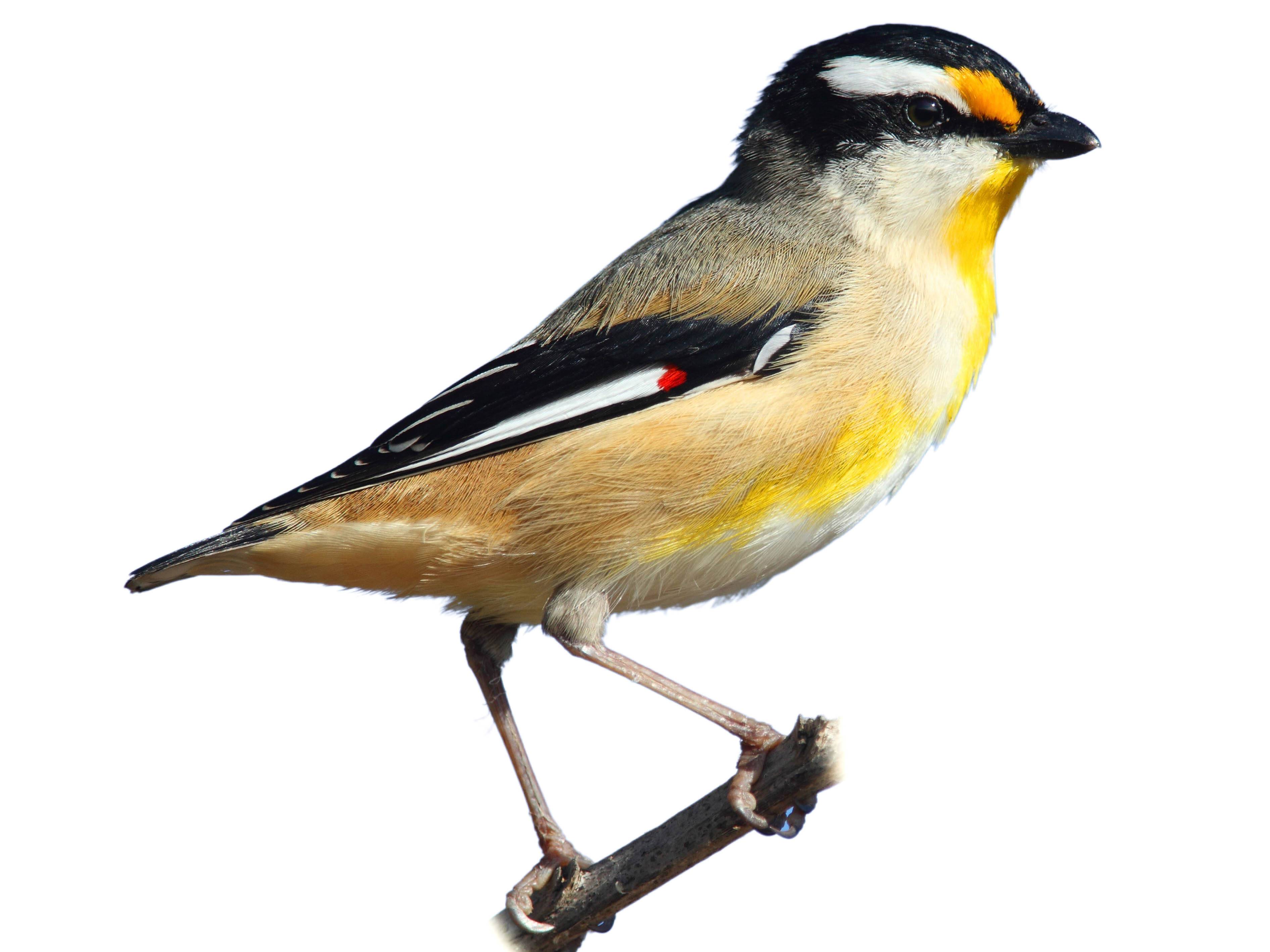 A photo of a Striated Pardalote (Pardalotus striatus)