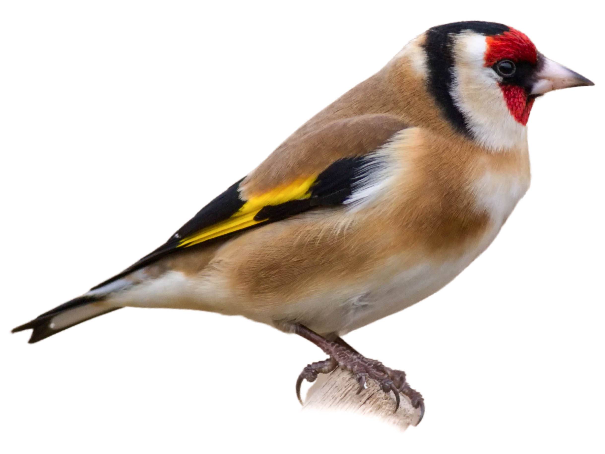 A photo of a European Goldfinch (Carduelis carduelis), male