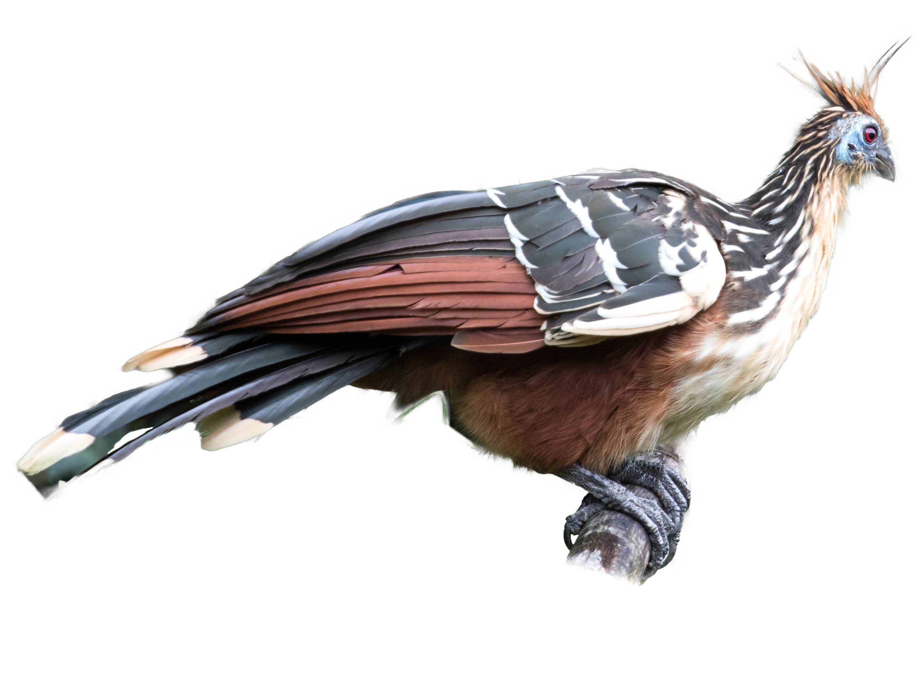 A photo of a Hoatzin (Opisthocomus hoazin)