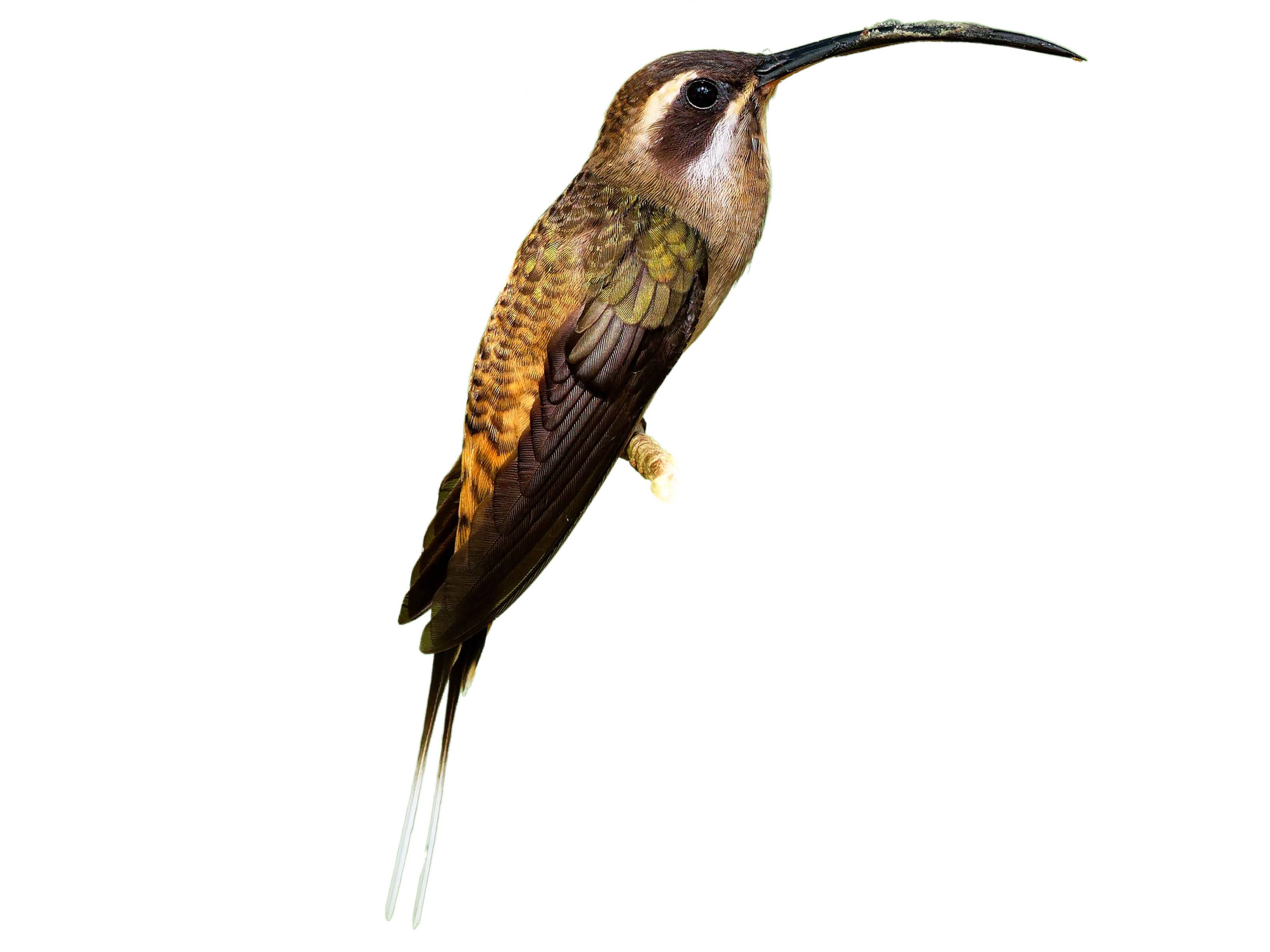 A photo of a Long-billed Hermit (Phaethornis longirostris)