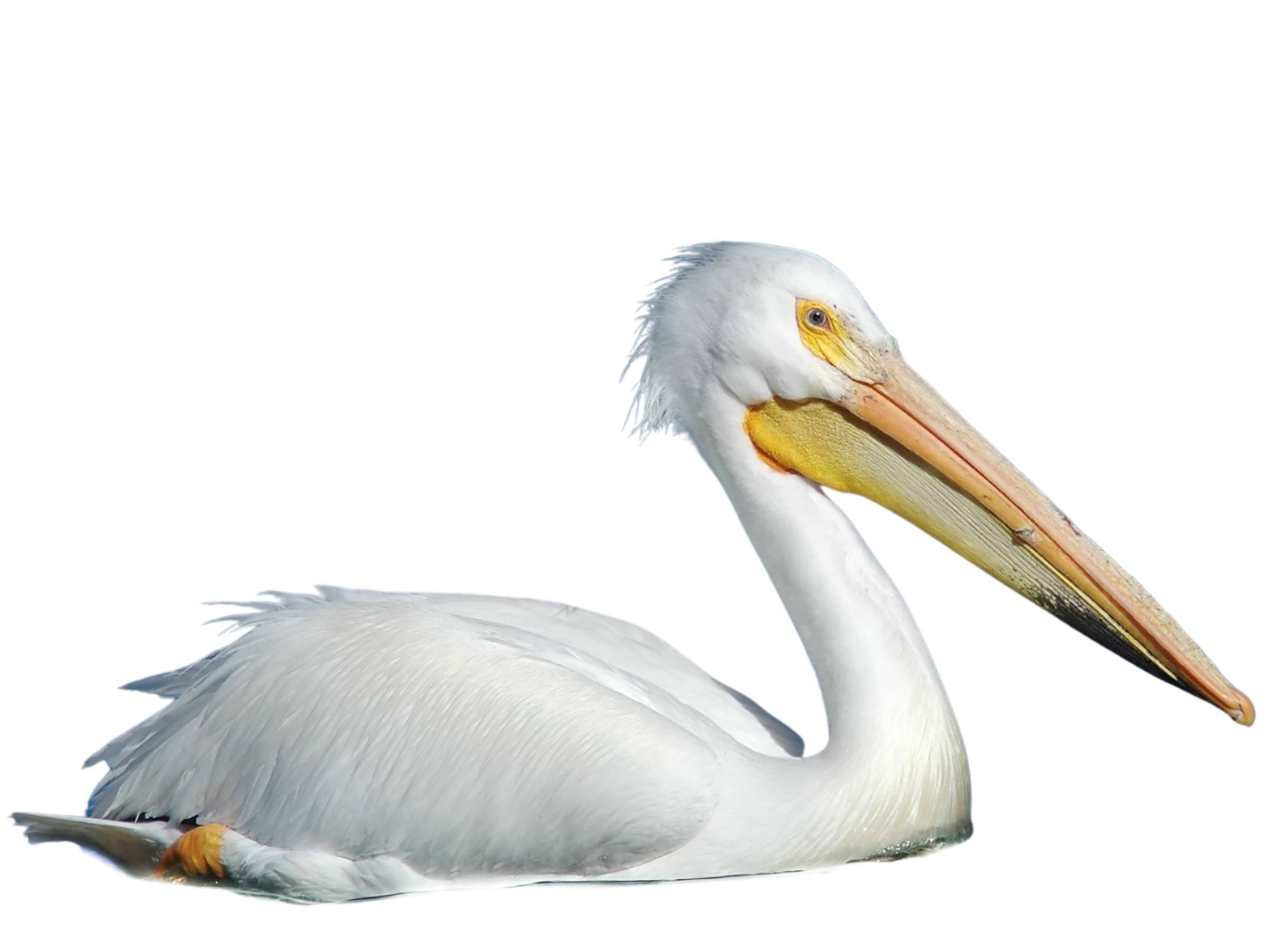 A photo of a American White Pelican (Pelecanus erythrorhynchos)