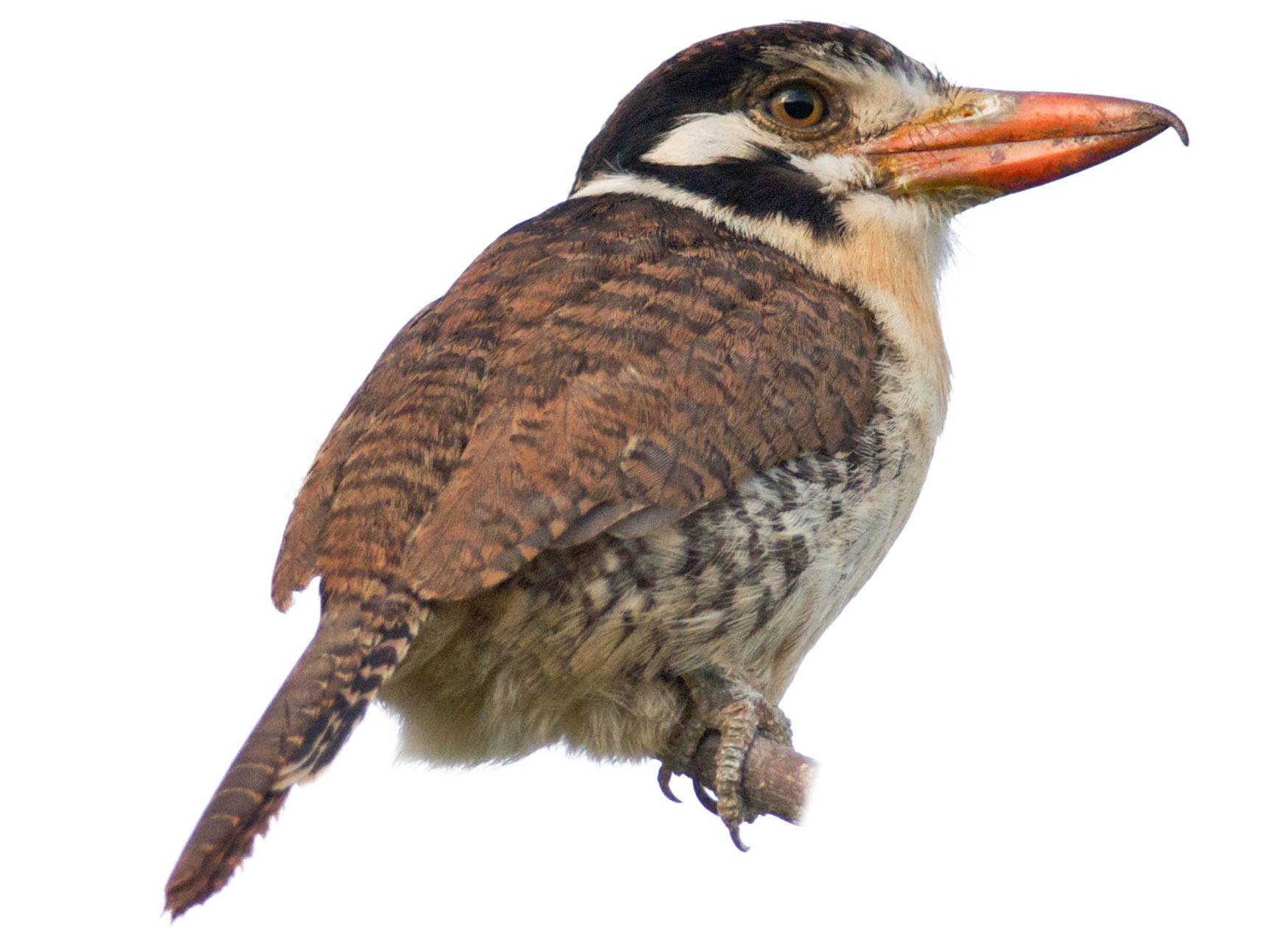 A photo of a White-eared Puffbird (Nystalus chacuru)