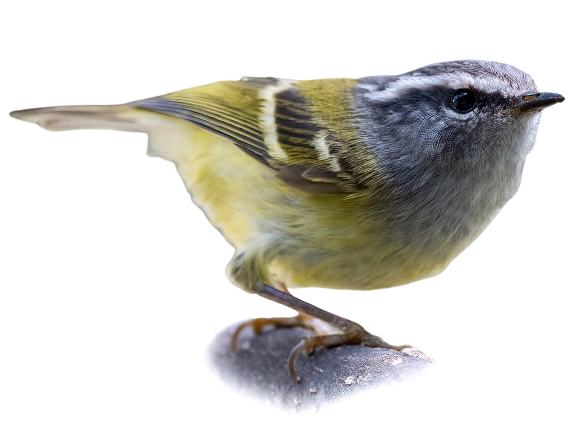 A photo of a Ashy-throated Warbler (Phylloscopus maculipennis)