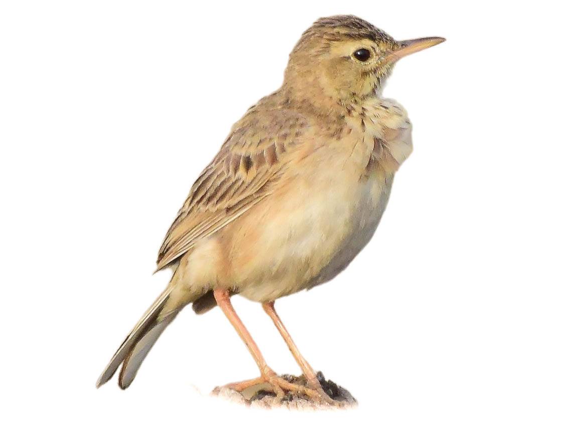 A photo of a Blyth's Pipit (Anthus godlewskii)