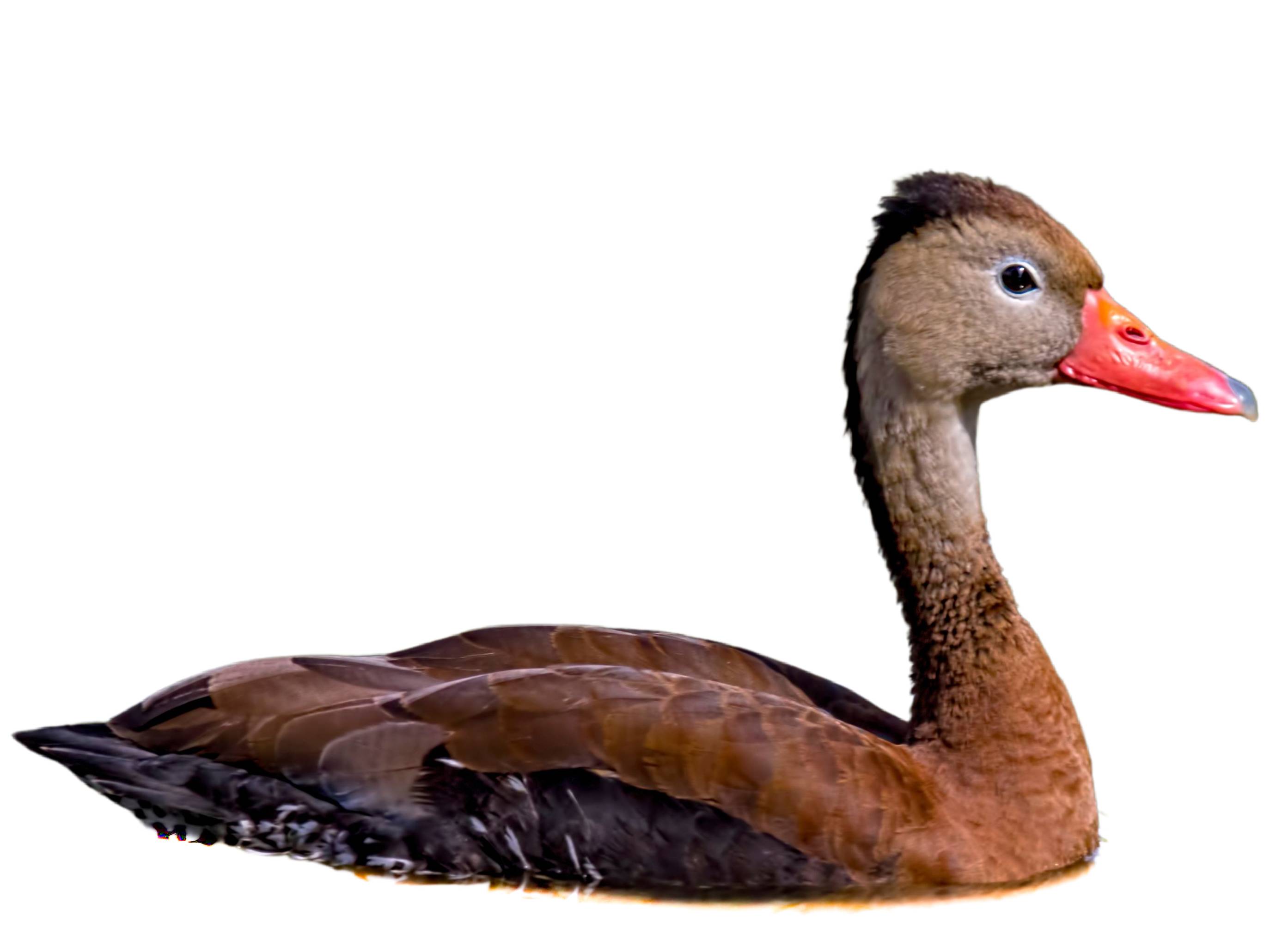 A photo of a Black-bellied Whistling Duck (Dendrocygna autumnalis)