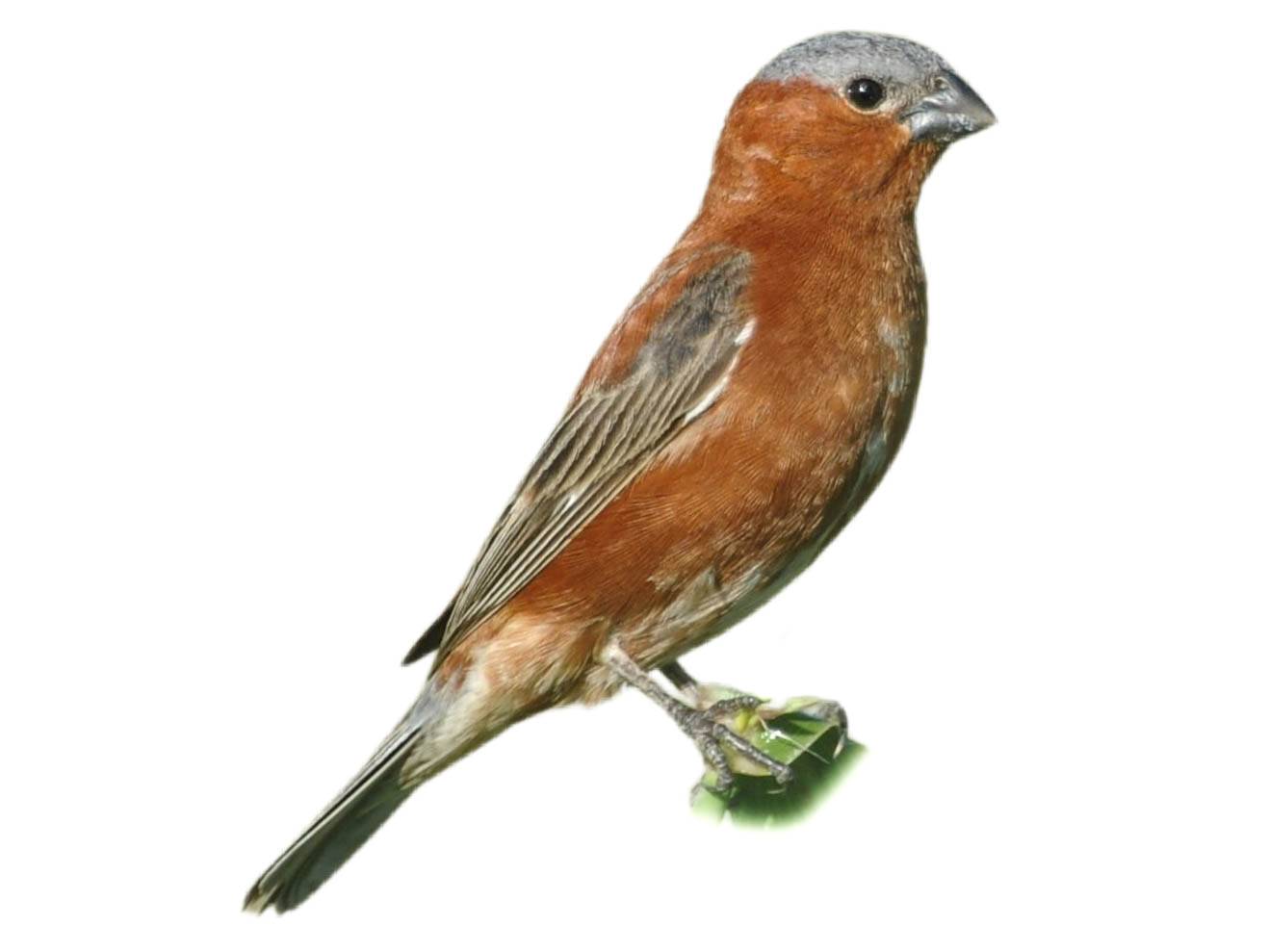 A photo of a Chestnut Seedeater (Sporophila cinnamomea), male