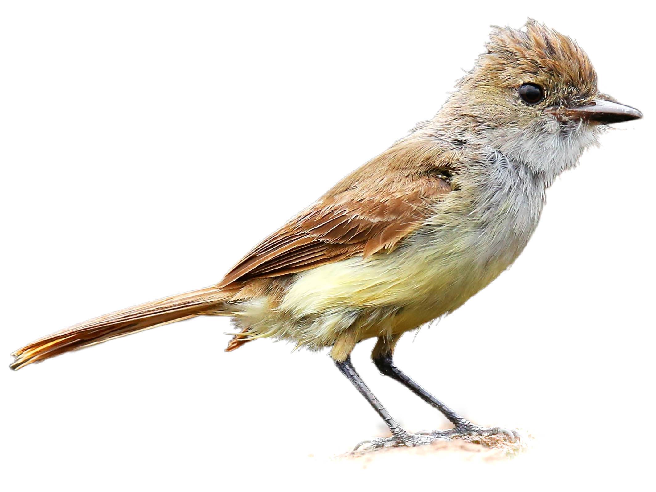 A photo of a Galapagos Flycatcher (Myiarchus magnirostris)