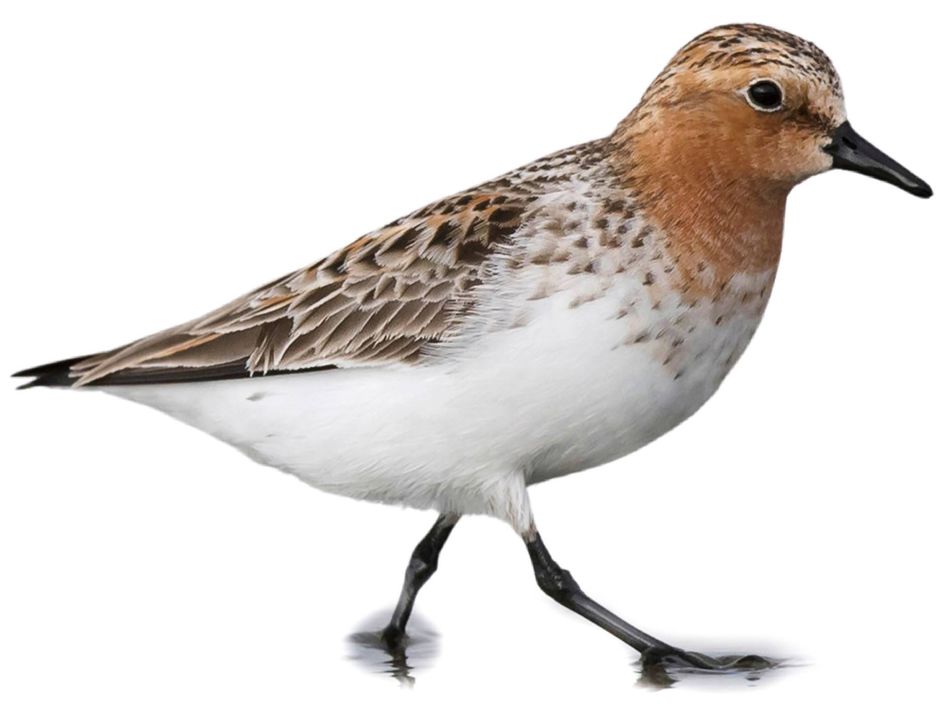 A photo of a Red-necked Stint (Calidris ruficollis)
