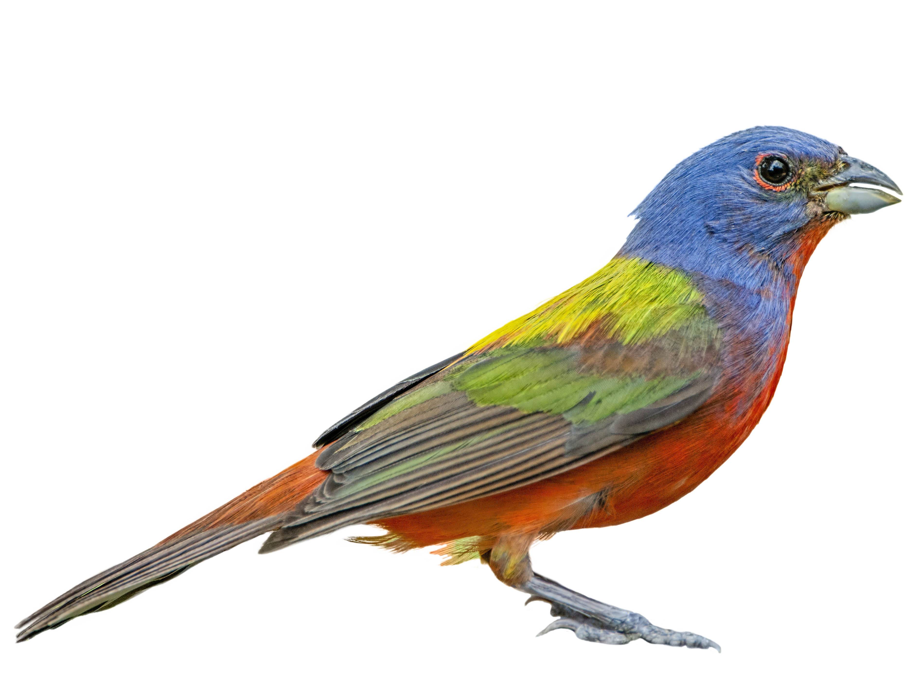 A photo of a Painted Bunting (Passerina ciris), male