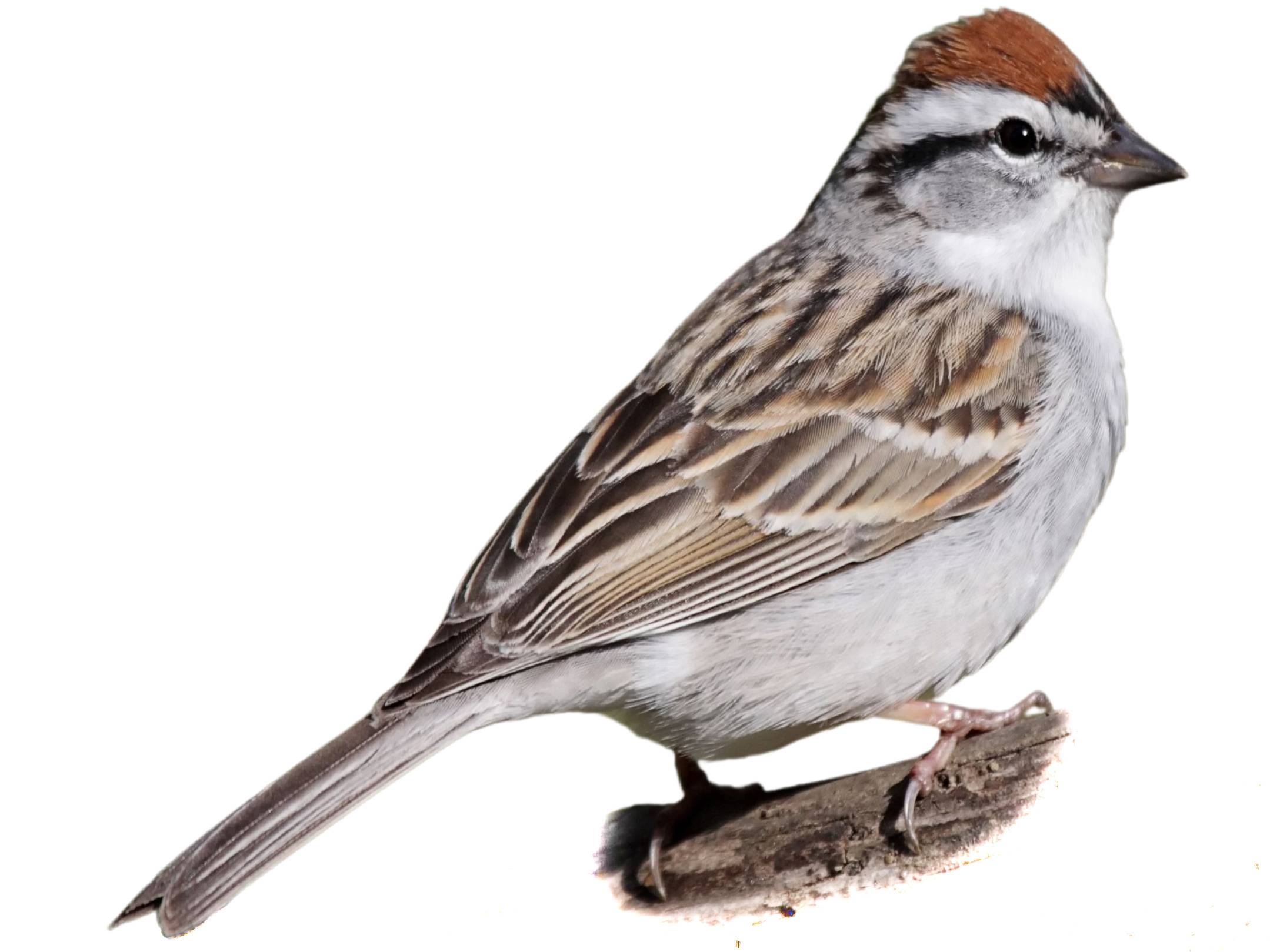 A photo of a Chipping Sparrow (Spizella passerina)