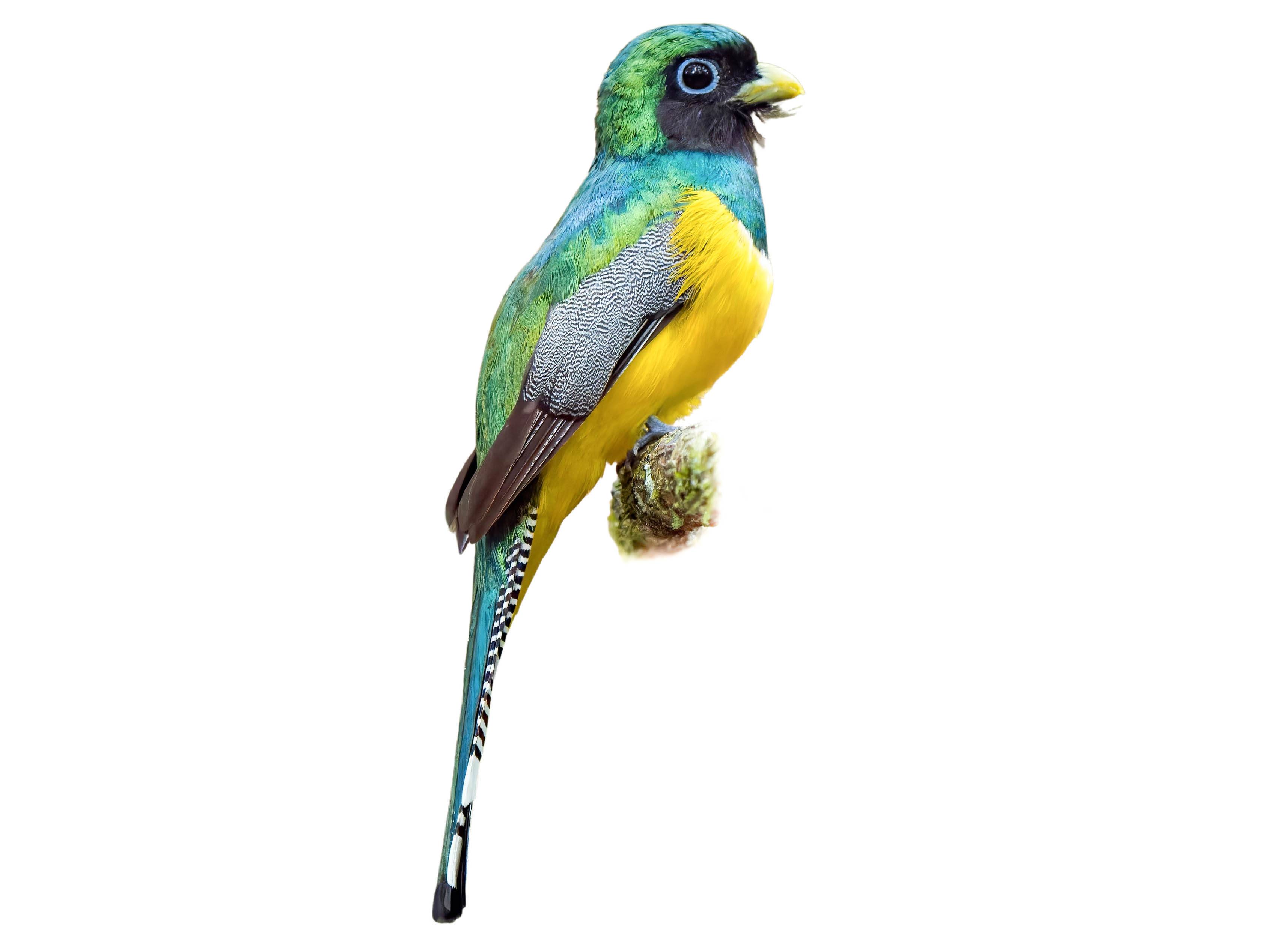 A photo of a Black-throated Trogon (Trogon rufus), male