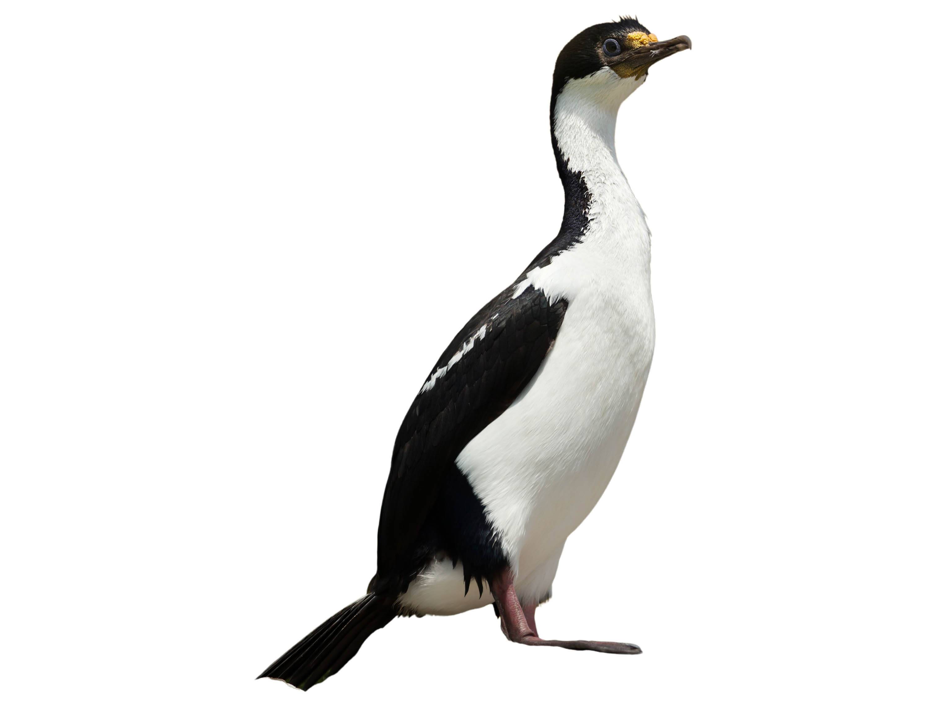 A photo of a Imperial Shag (Leucocarbo atriceps)