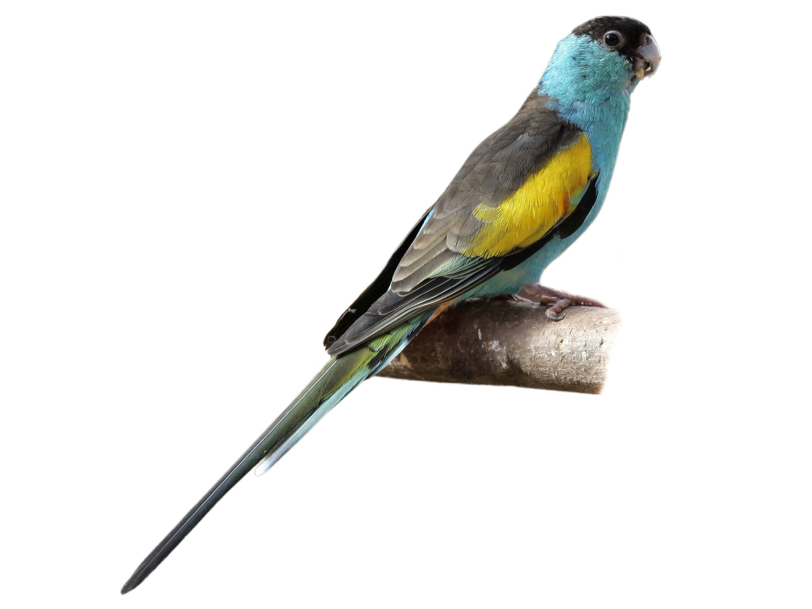 A photo of a Hooded Parrot (Psephotellus dissimilis), male