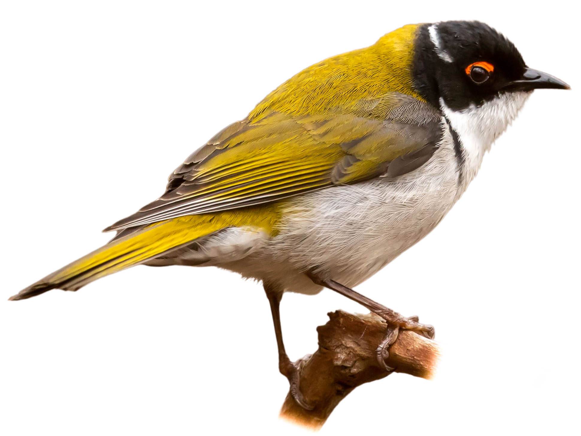 A photo of a White-naped Honeyeater (Melithreptus lunatus)