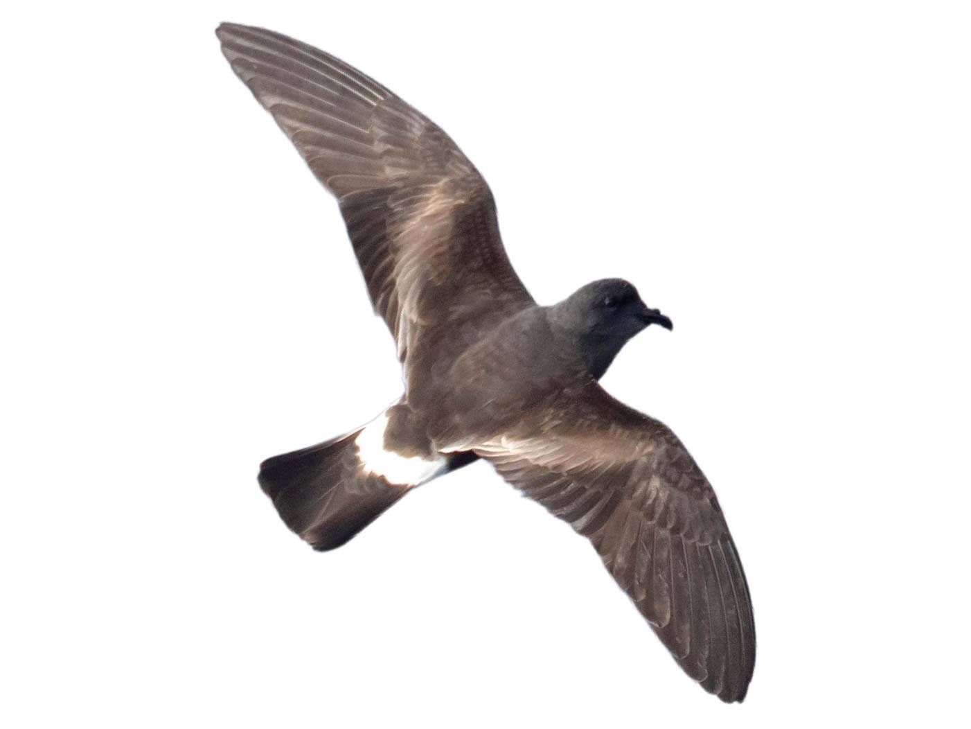 A photo of a Band-rumped Storm Petrel (Hydrobates castro)