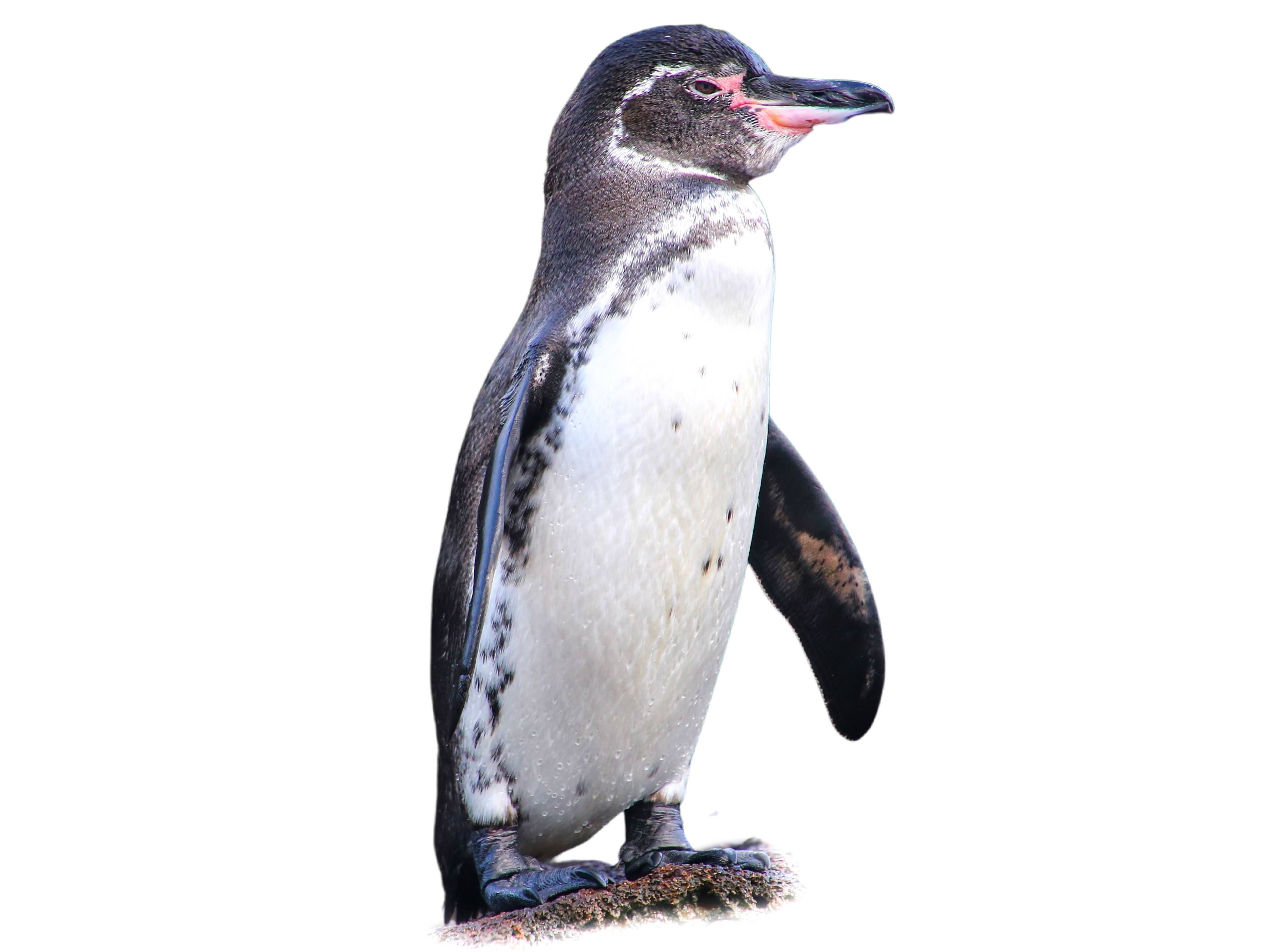 A photo of a Galapagos Penguin (Spheniscus mendiculus)