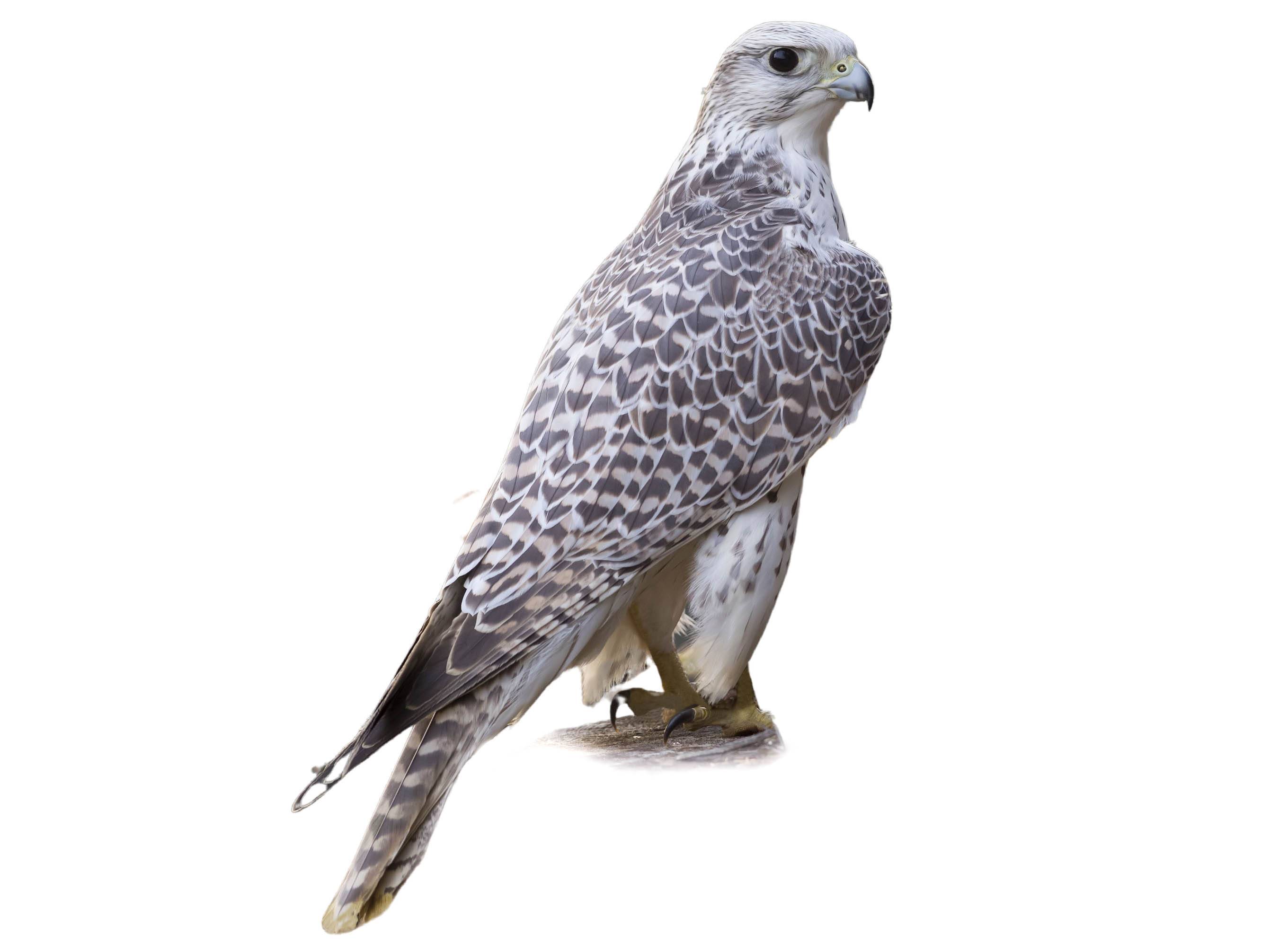 A photo of a Gyrfalcon (Falco rusticolus)