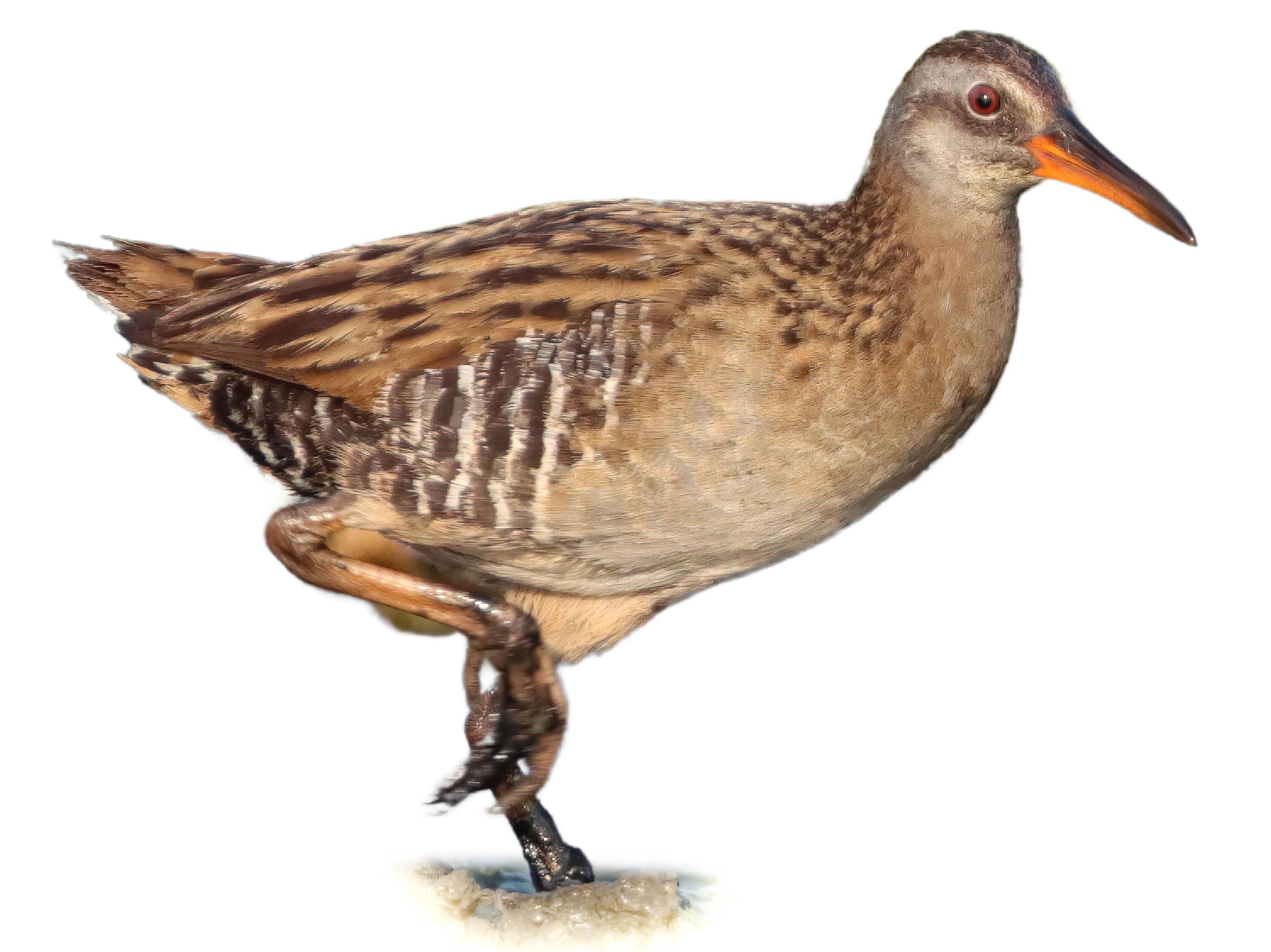 A photo of a Brown-cheeked Rail (Rallus indicus)