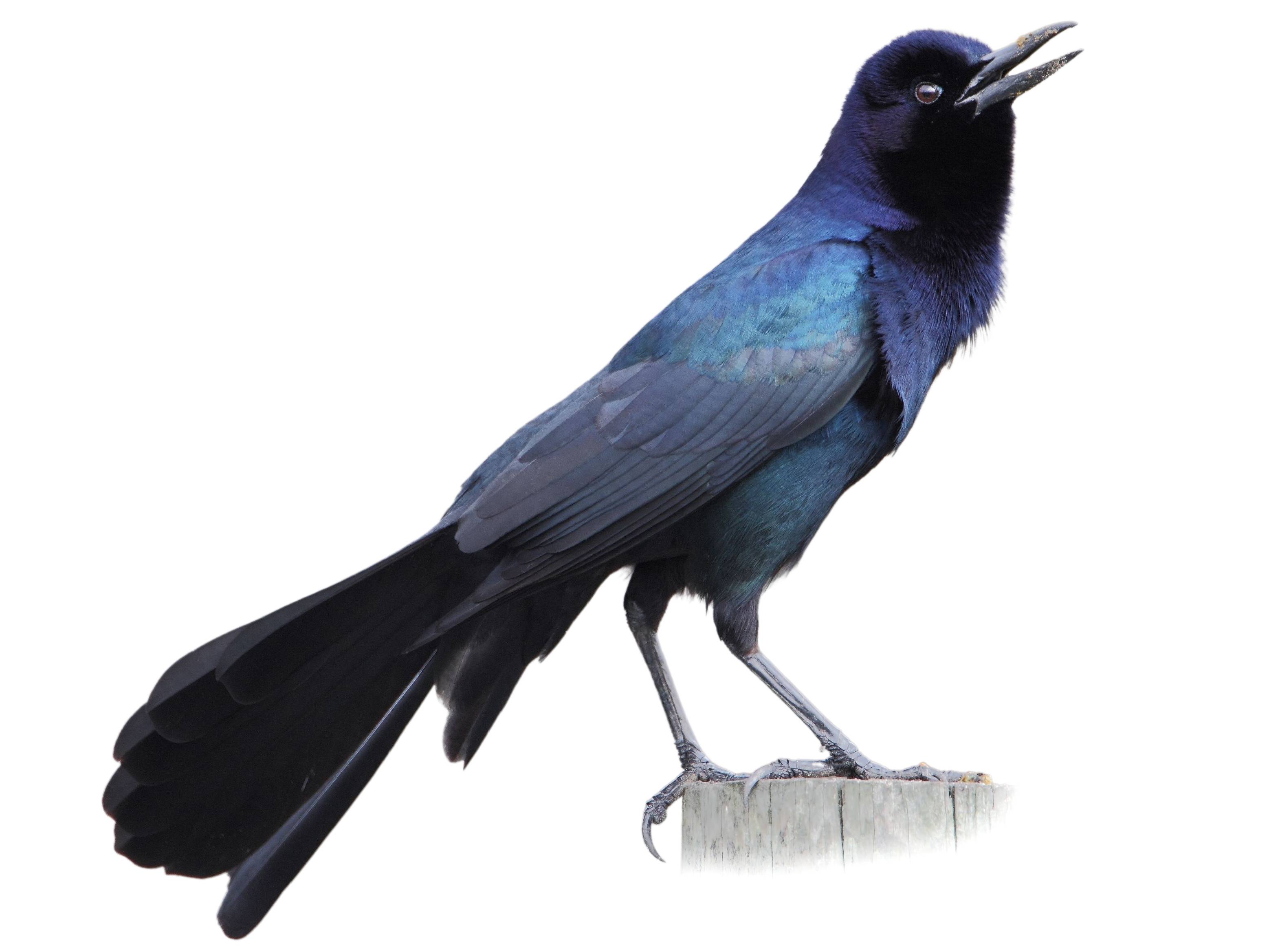 A photo of a Boat-tailed Grackle (Quiscalus major), male