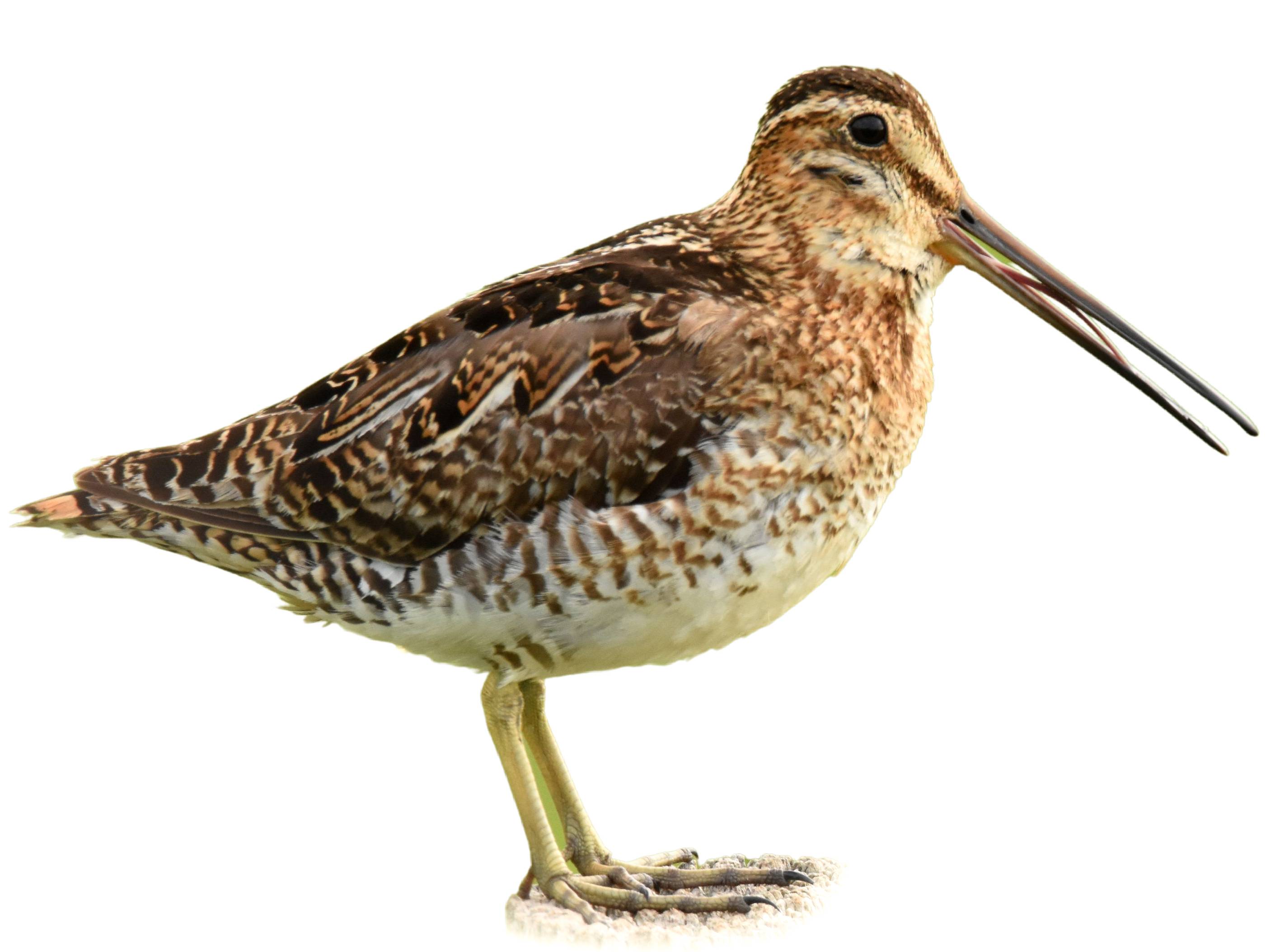 A photo of a Wilson's Snipe (Gallinago delicata)