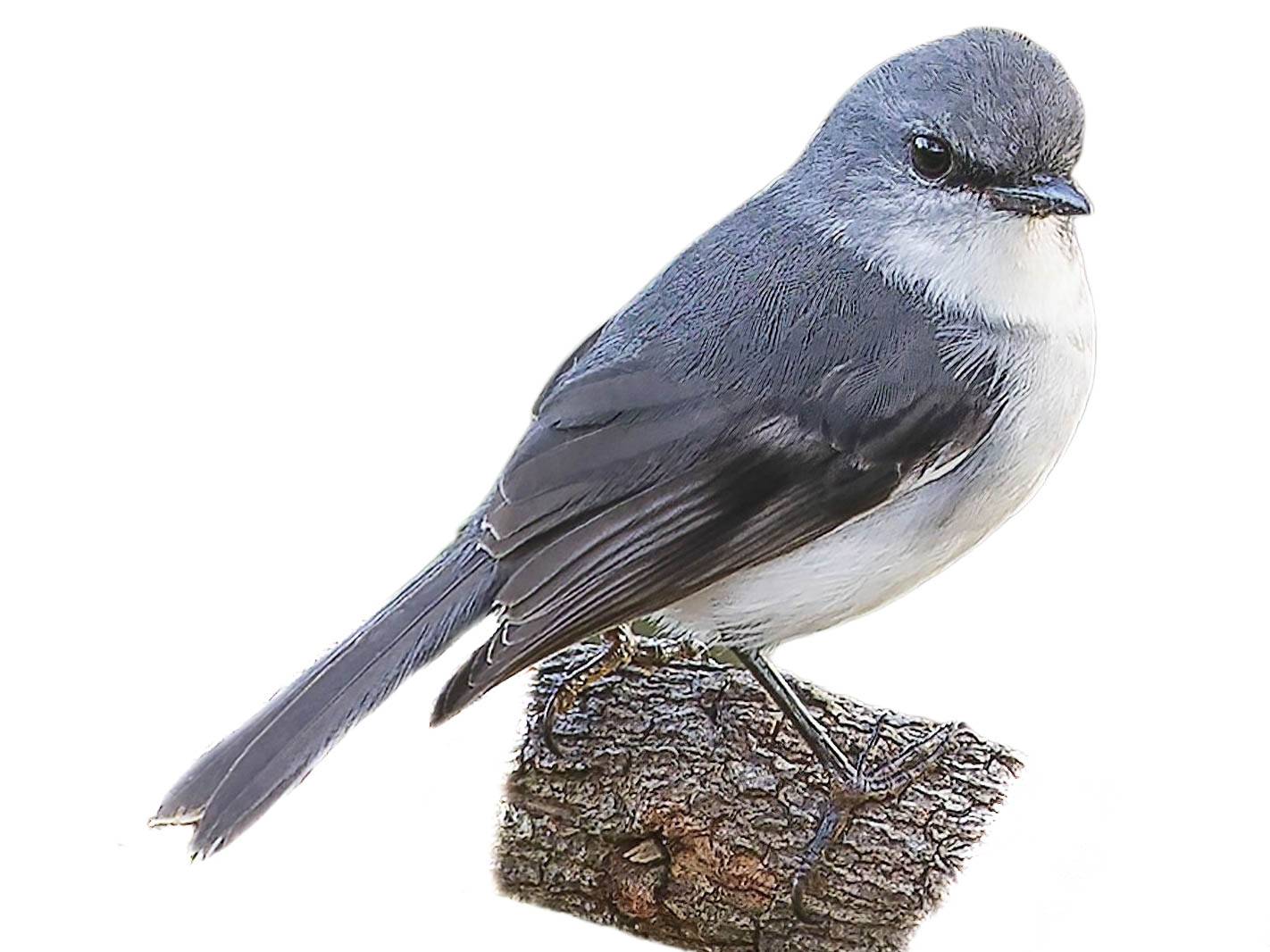 A photo of a White-breasted Robin (Quoyornis georgianus)