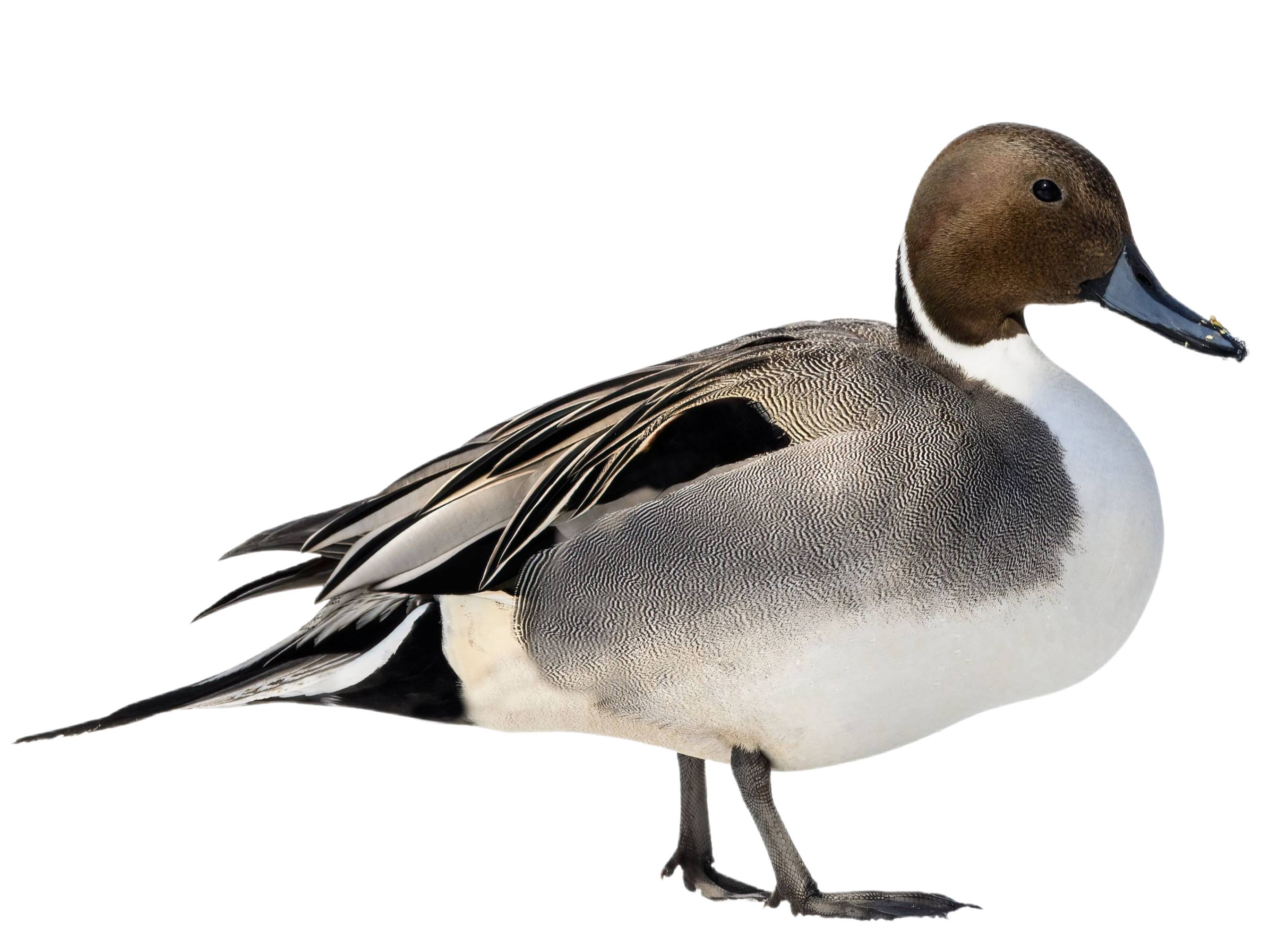 A photo of a Northern Pintail (Anas acuta), male