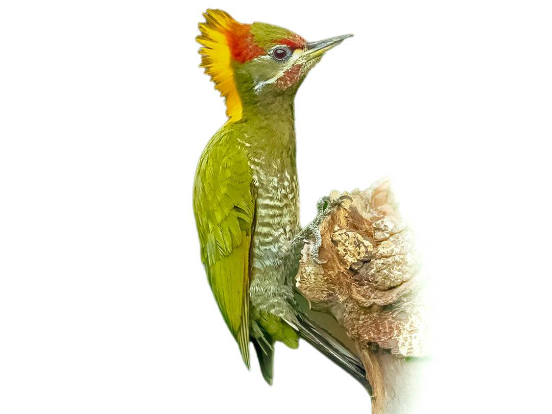 A photo of a Lesser Yellownape (Picus chlorolophus), male