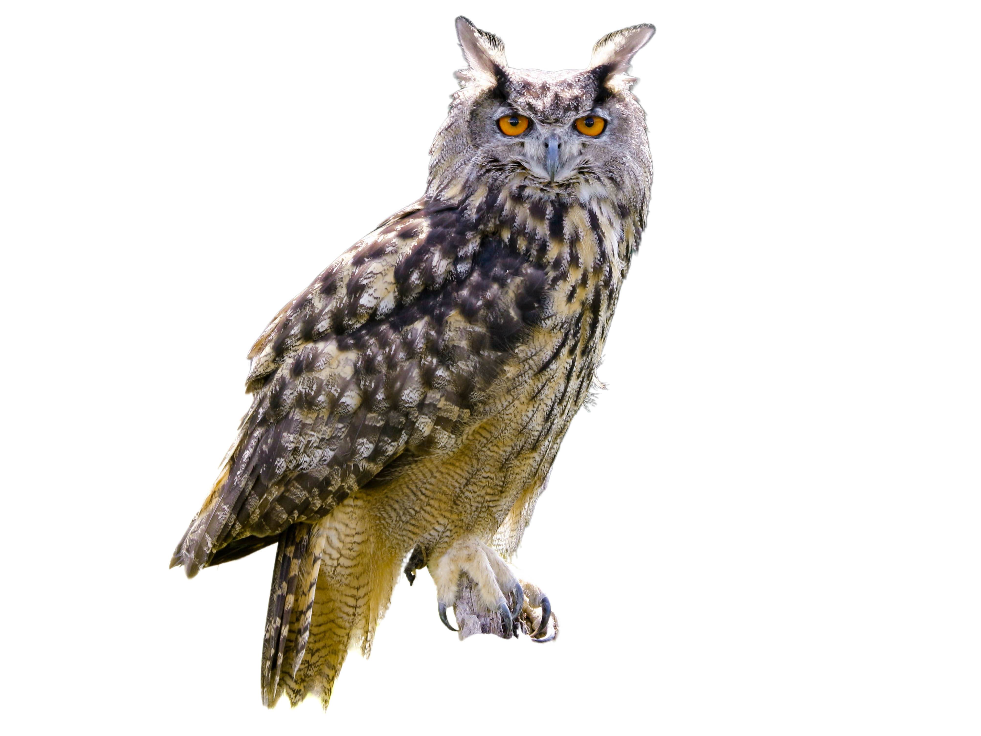 A photo of a Eurasian Eagle-Owl (Bubo bubo)