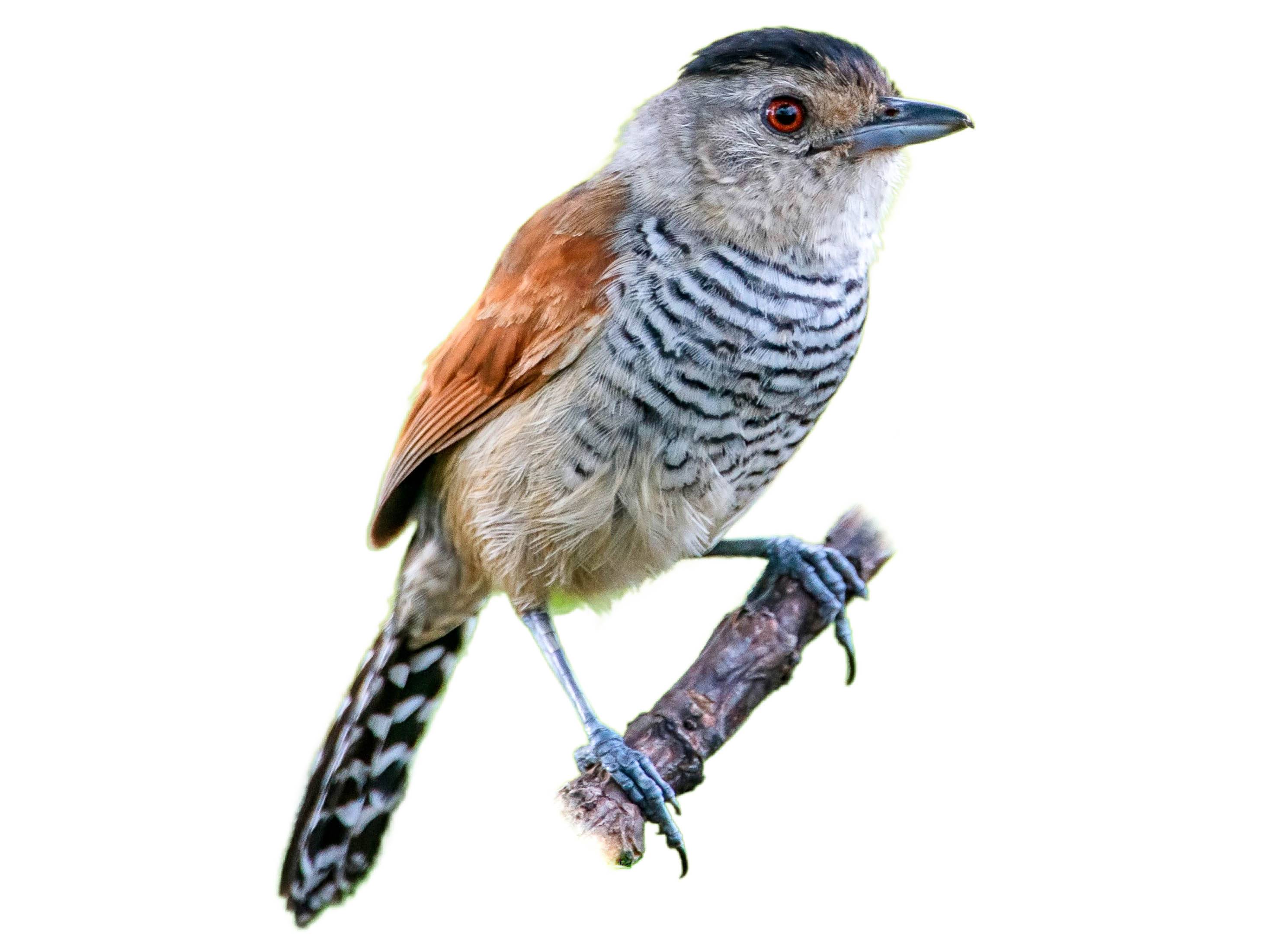 A photo of a Rufous-winged Antshrike (Thamnophilus torquatus), male