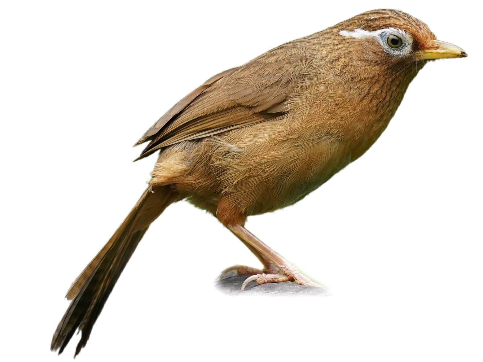 A photo of a Chinese Hwamei (Garrulax canorus)