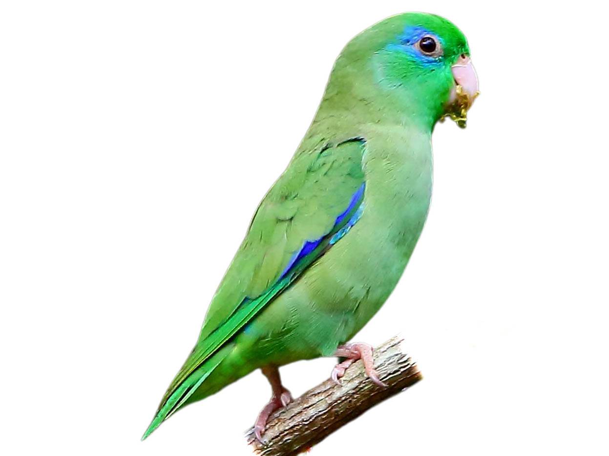 A photo of a Spectacled Parrotlet (Forpus conspicillatus)