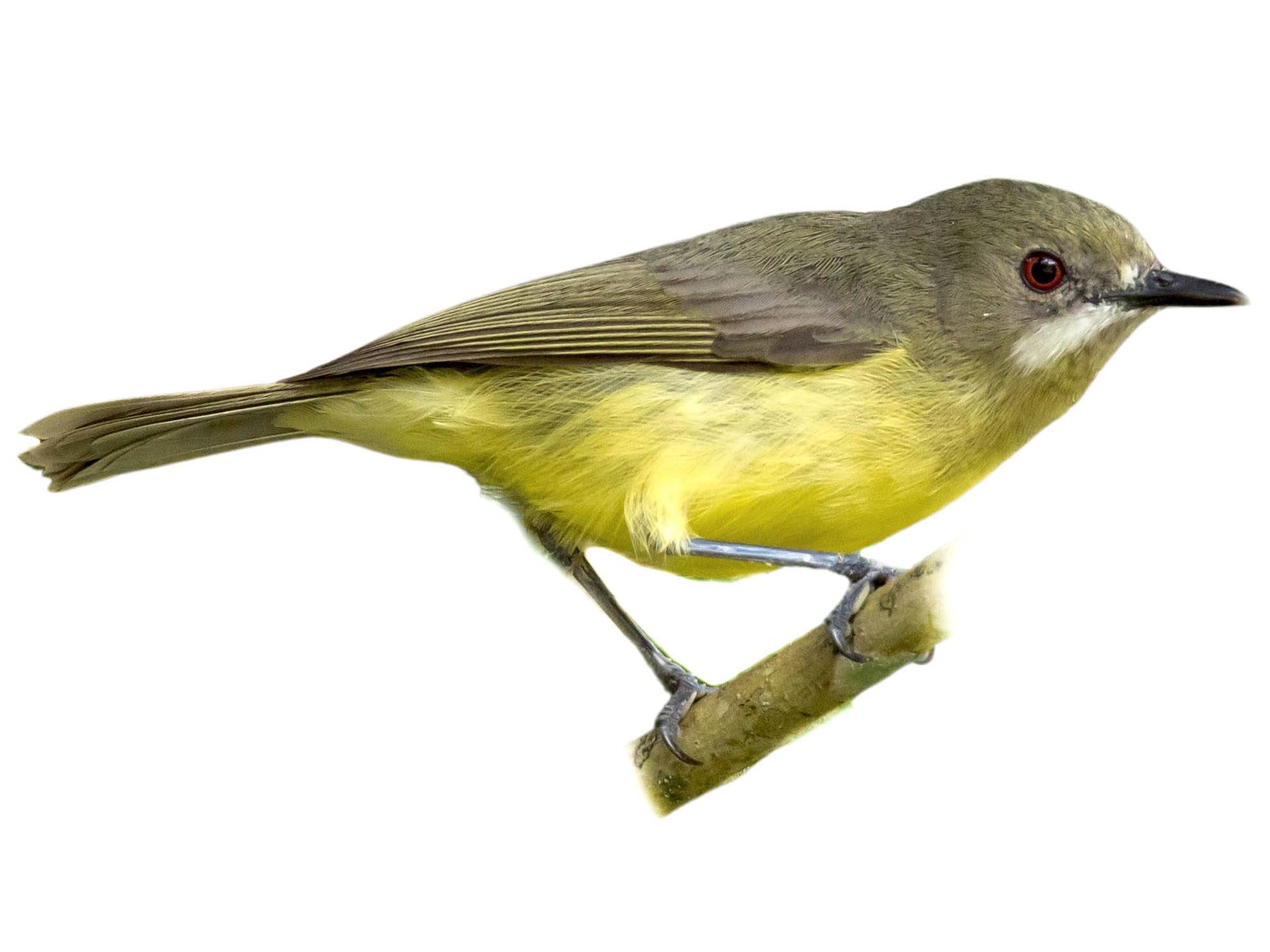 A photo of a Fairy Gerygone (Gerygone palpebrosa), female