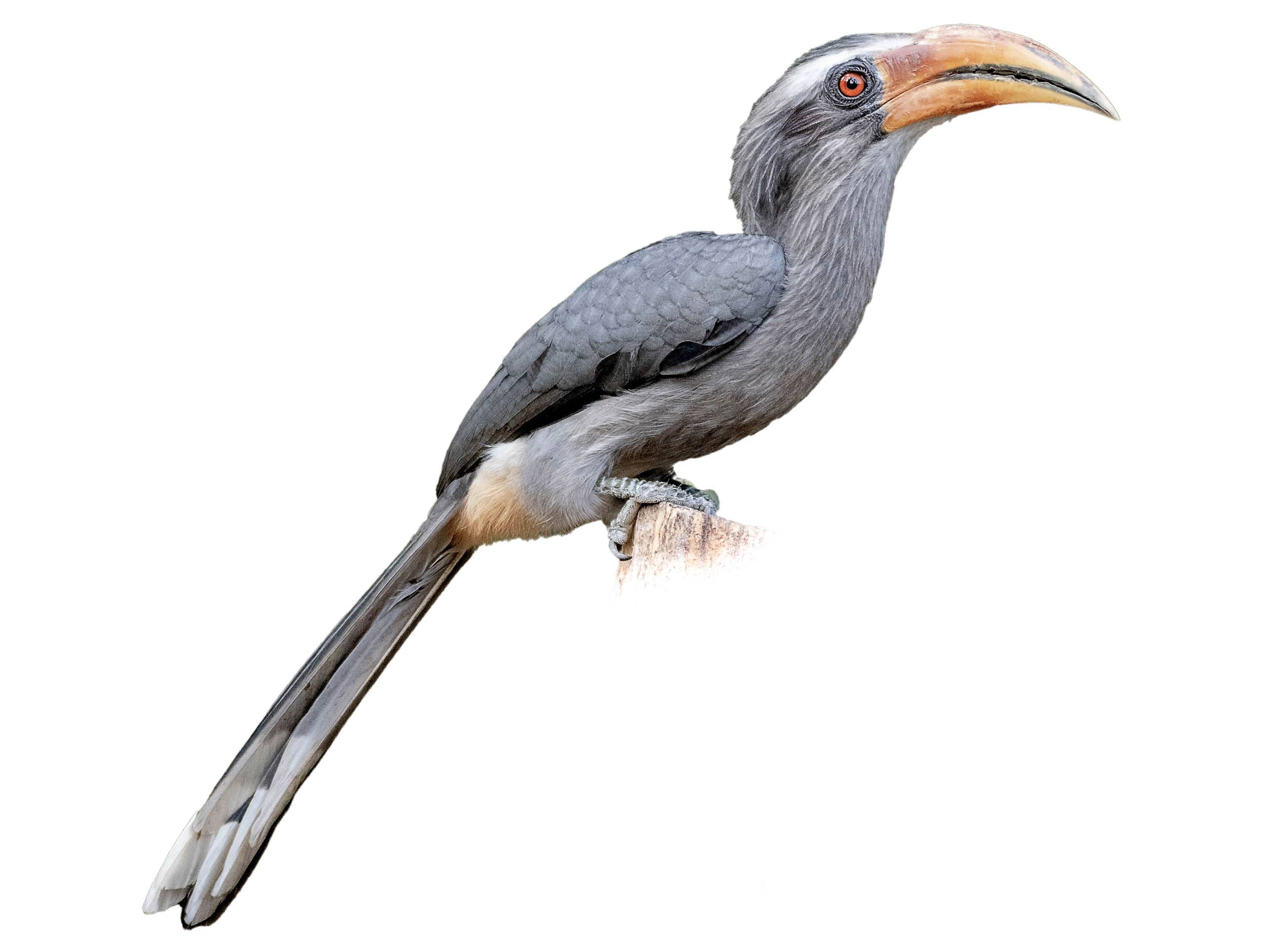 A photo of a Malabar Grey Hornbill (Ocyceros griseus), male