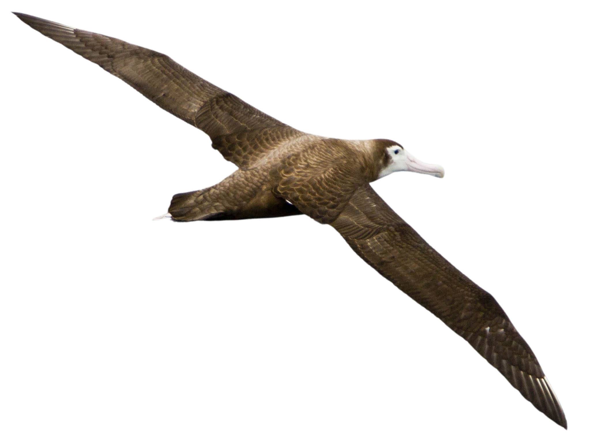 A photo of a Amsterdam Albatross (Diomedea amsterdamensis)