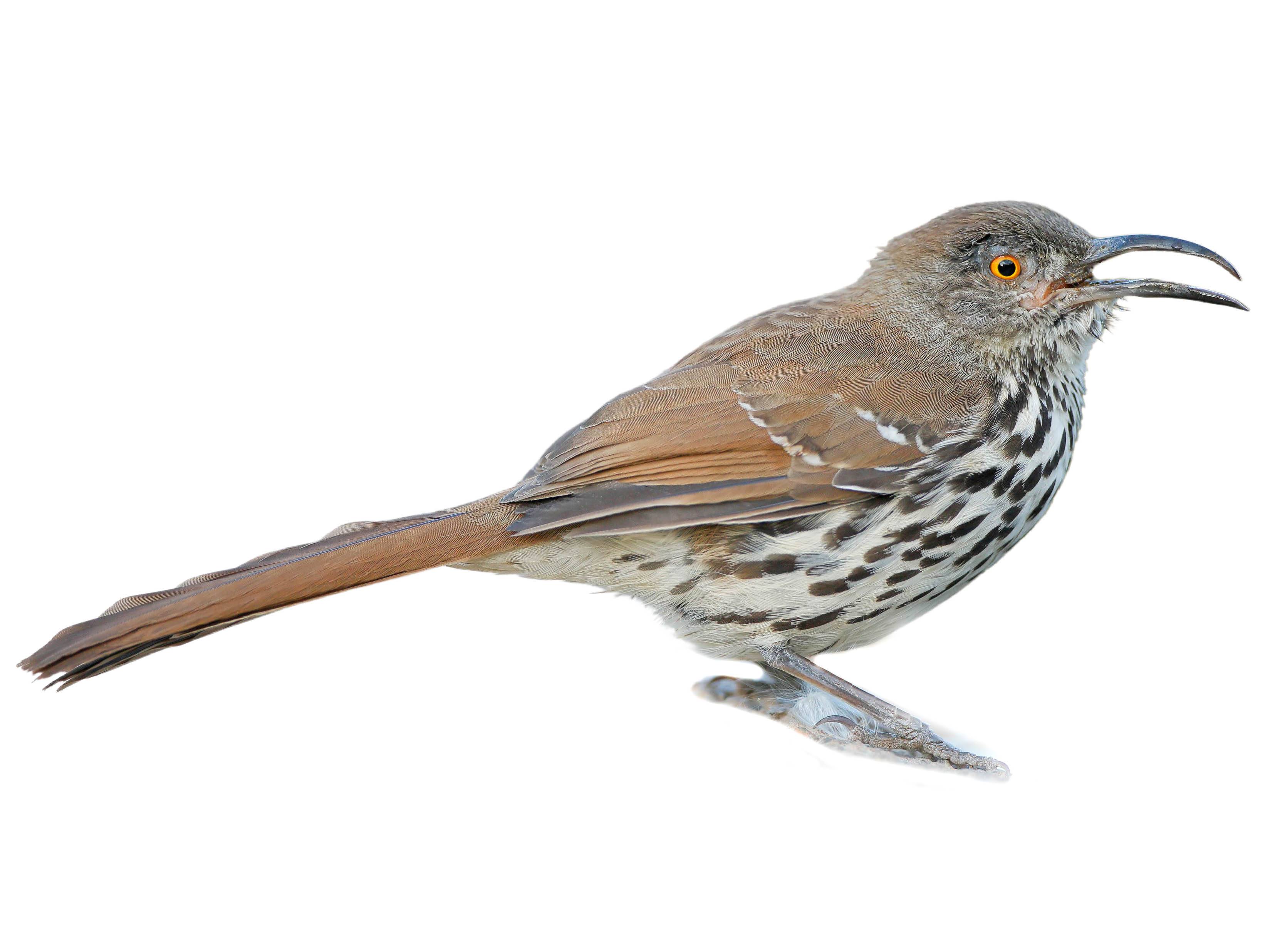 A photo of a Long-billed Thrasher (Toxostoma longirostre)