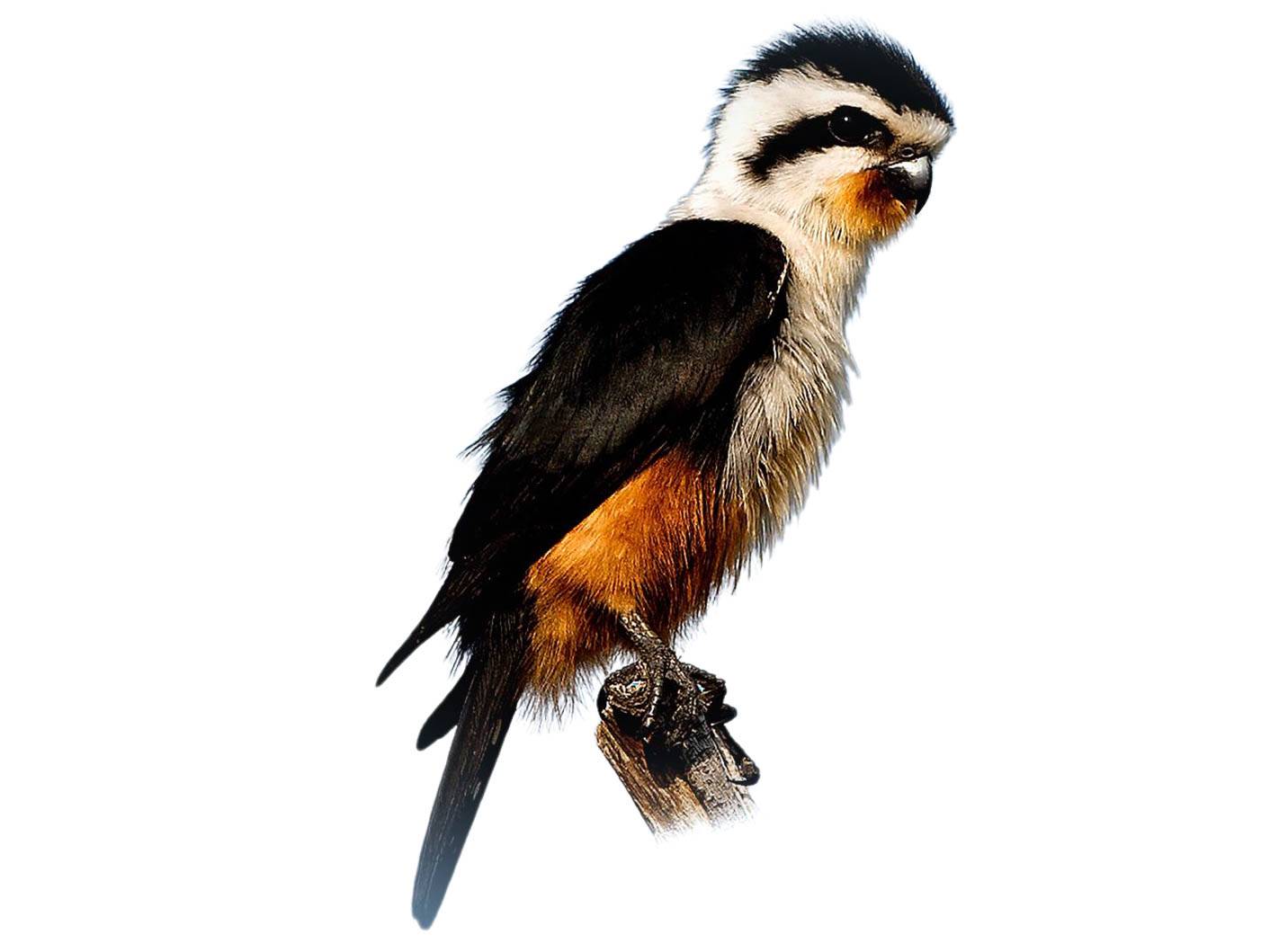 A photo of a Collared Falconet (Microhierax caerulescens)